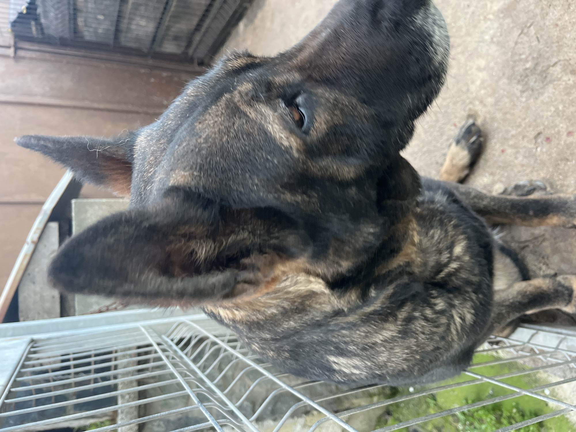 The image, captured from a high angle, features a brindle-coated dog, likely a large breed such as a German Shepherd or similar, lying partially reclined outdoors. The dog's head is raised and turned, with its right eye visible, appearing to look slightly upwards and away from the camera. Its prominent, pointed ears are visible, with fine, light-colored hairs on the edge of the closer ear. The dog's fur displays a mix of dark brown, black, and lighter tan tones, forming a distinct pattern.
In the foreground, a metal grate or fence is prominent, suggesting the dog might be on an elevated platform or within an enclosure. Below the grate, glimpses of green foliage indicate an outdoor environment. The ground immediately surrounding and beneath the dog, particularly in the background, appears to be concrete or a similar paved surface. The lighting is bright and natural, indicating daytime with clear weather. No specific activity beyond resting and observing is clearly depicted. The scene suggests a relaxed outdoor setting, possibly a yard or kennel area, consistent with an urban or suburban environment like Burgas, Bulgaria. There is no visible text in the image.