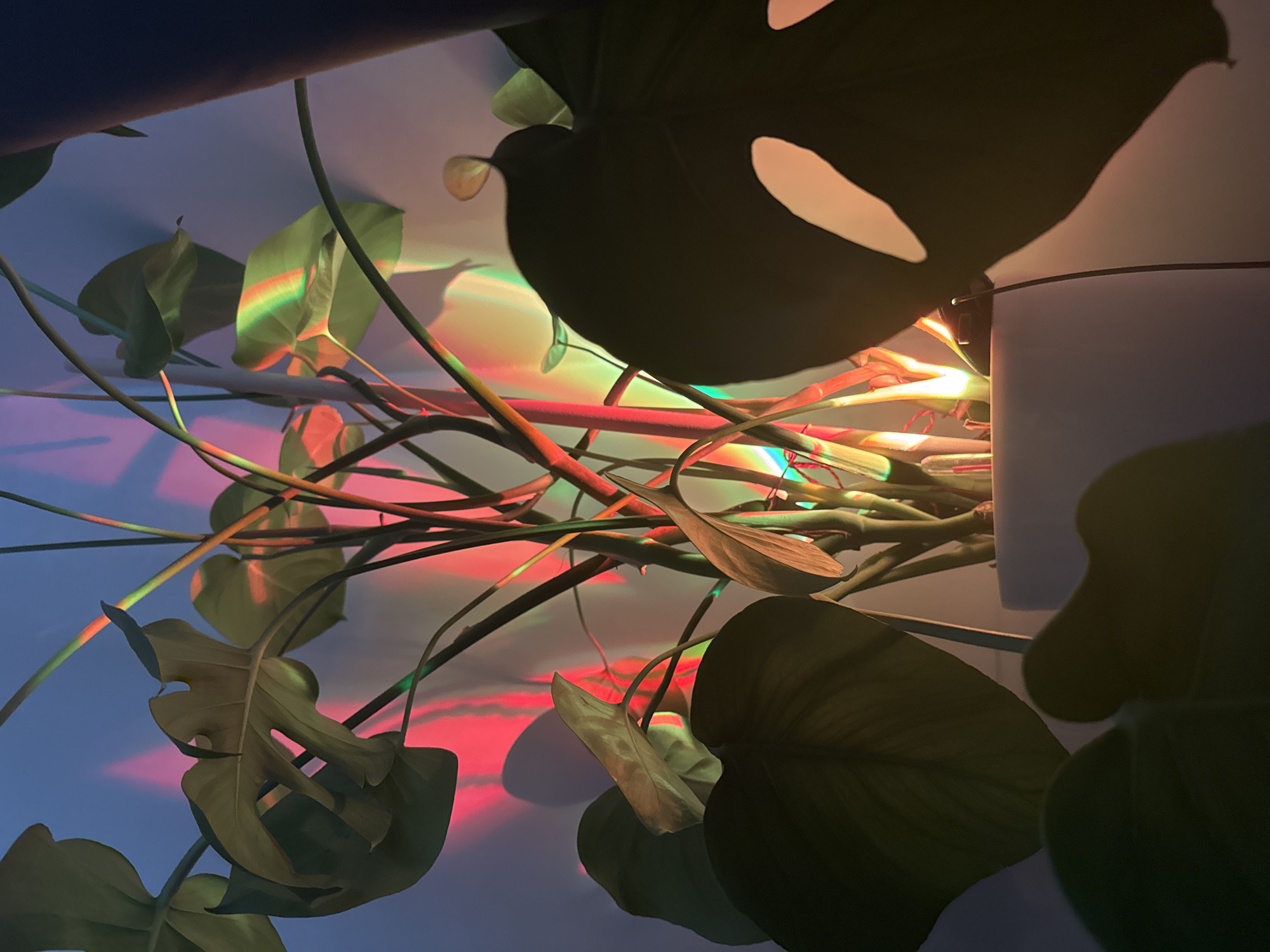 A close-up, indoor shot captures a potted plant illuminated by rainbow-colored light effects on a wall. The plant, likely a Monstera, has large, split leaves and green stems. The light creates abstract patterns of red, yellow, green, and blue on the light-colored wall behind the plant. In the foreground, the silhouette of another large leaf is visible. The scene is dimly lit, with the focus on the interplay of light and shadow on the plant and the wall. The image does not contain any information suggesting a specific location in Moscow, Russia.