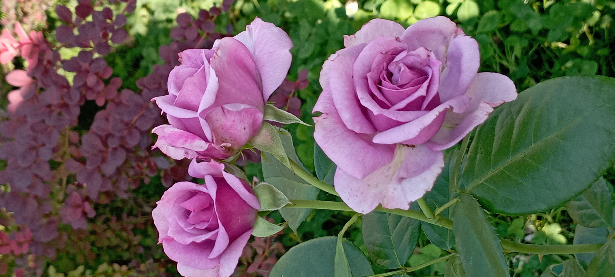 A close-up, vertical shot features three open, light purple roses in the foreground. The roses are in various stages of bloom, with layered petals showcasing a gradient of color from a deeper purple at the center to a lighter shade at the edges. Green stems and leaves support the flowers, some of which have a slightly aged appearance with minor browning on the petal edges. In the background, out-of-focus dark red leaves of a shrub and vibrant green foliage create a textured backdrop. The scene appears to be an outdoor garden setting, possibly in Radisne, Ukraine.