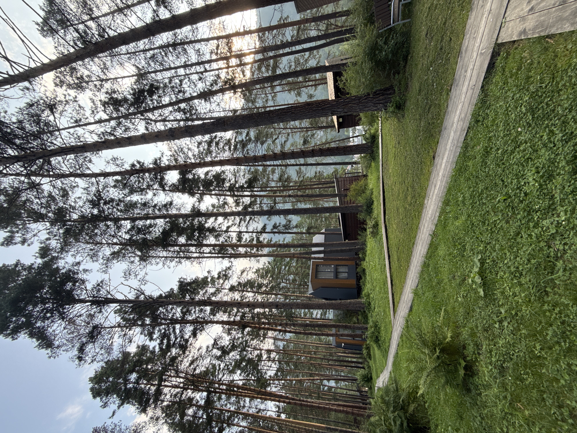 The image depicts a tranquil forest scene in Barangol, Russia, characterized by a dense growth of tall pine trees. A wooden boardwalk winds through the grassy terrain, leading towards modern, minimalist cabins nestled amongst the trees. The cabins feature dark siding and large windows, suggesting a contemporary architectural style that complements the natural surroundings. The sun is partially obscured by the trees, casting a gentle light that filters through the foliage, creating a serene and inviting atmosphere. The environment appears well-maintained, with neat lawns and lush green undergrowth, indicating a developed recreational or residential area within the forest.