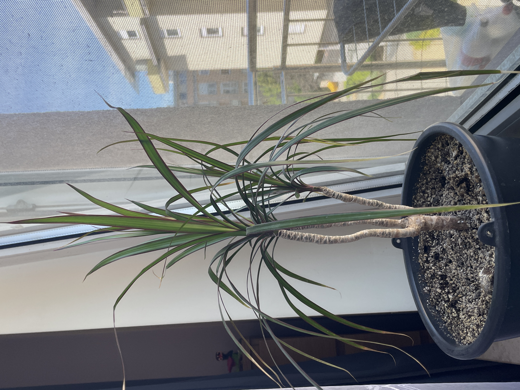 A potted dracaena marginata plant is positioned on a white windowsill, bathed in natural light filtering through a window screen. The plant has two main stems emerging from the soil, and each stem is adorned with slender, green leaves with reddish-purple margins. The black plastic pot is filled with a soil mixture that appears to be a combination of dark and light particles. Behind the plant and screen, a building is visible with repetitive window patterns. The location seems to be urban due to the building visible behind the window. The time of day appears to be daytime, based on the intensity of the light.