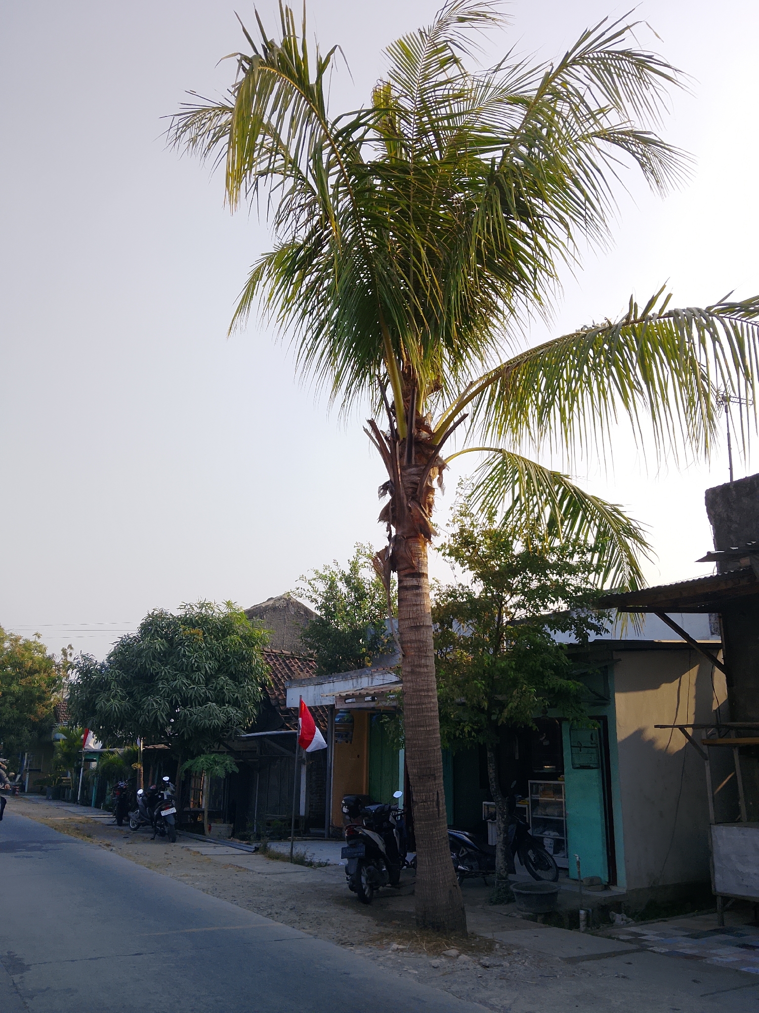 The image depicts a street scene in Kasiman, Indonesia, characterized by modest buildings and a paved road. A tall palm tree dominates the foreground, its fronds reaching towards the pale sky. Several motorcycles are parked along the side of the road in front of shops, suggesting a residential or commercial area. Red and white Indonesian flags are visible, one prominently displayed on a pole outside a building. The architecture is simple, with corrugated metal roofs and plastered walls. The lighting indicates it is either early morning or late afternoon, with the sun casting long shadows. The overall impression is of a quiet, possibly rural, or suburban street.