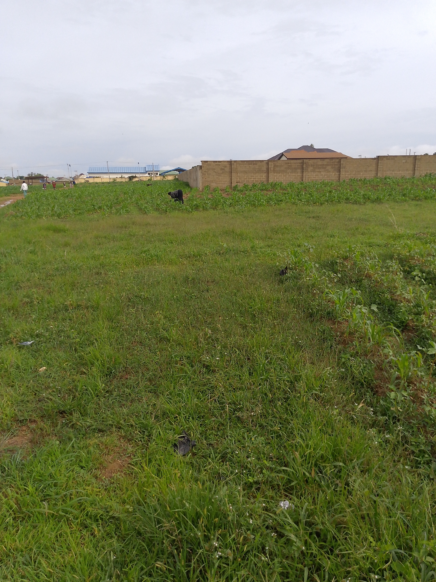 The image depicts an open, grassy field with scattered patches of crops. In the background, a beige brick wall encloses the property, with a residential building visible behind it. Several people are walking on a dirt path to the left of the frame, leading towards the crops. One person is wearing a white shirt, and others are dressed in casual attire. In the middle ground, a dark-colored animal, possibly a goat or sheep, is grazing amongst the crops. The sky is overcast, suggesting a cloudy day. The scene appears to be a rural or semi-rural area within the city of Barakin Angundi, Nigeria, characterized by its agricultural activities and residential development.