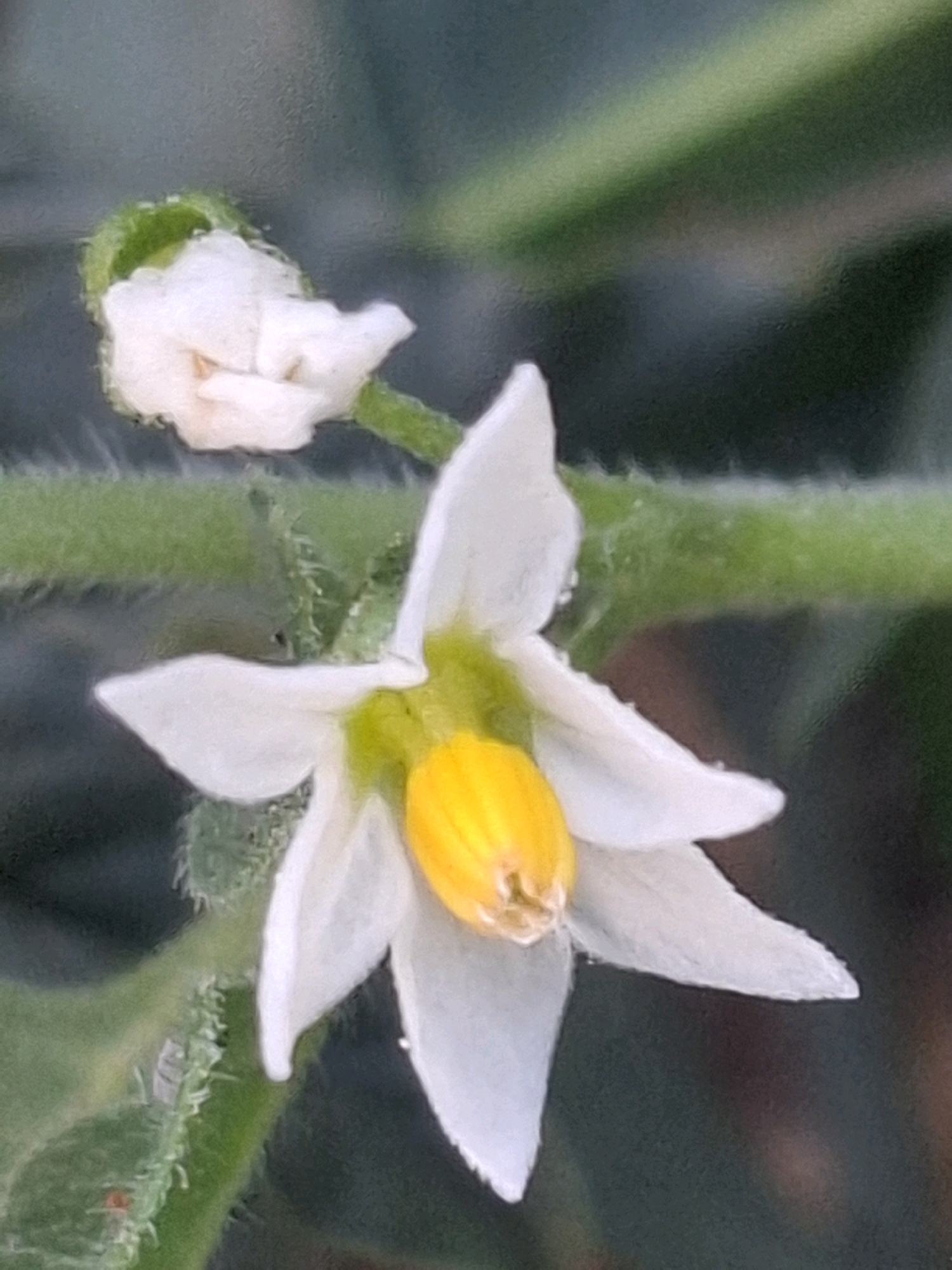 A close-up, shallow depth of field photograph captures a small, delicate white flower with a bright yellow center. The flower has five distinct petals and is attached to a green, slightly fuzzy stem. To the left of the main flower, a partially opened bud of the same flower is visible, also white with green sepals. The background is a dark, out-of-focus blur of green and gray, suggesting an outdoor environment. The image is taken at a low angle, emphasizing the flower's form. There is no indication of the city of Almaty, Kazakhstan.