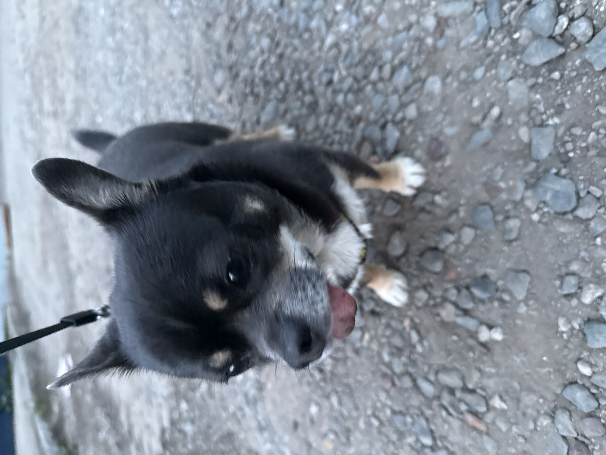 A small black and tan Chihuahua dog stands on a gravel path, with a black leash attached to its collar. The dog's tongue is hanging out. The background shows a paved area and some blurred greenery. The scene appears to be outdoors in Otradny, Russia.