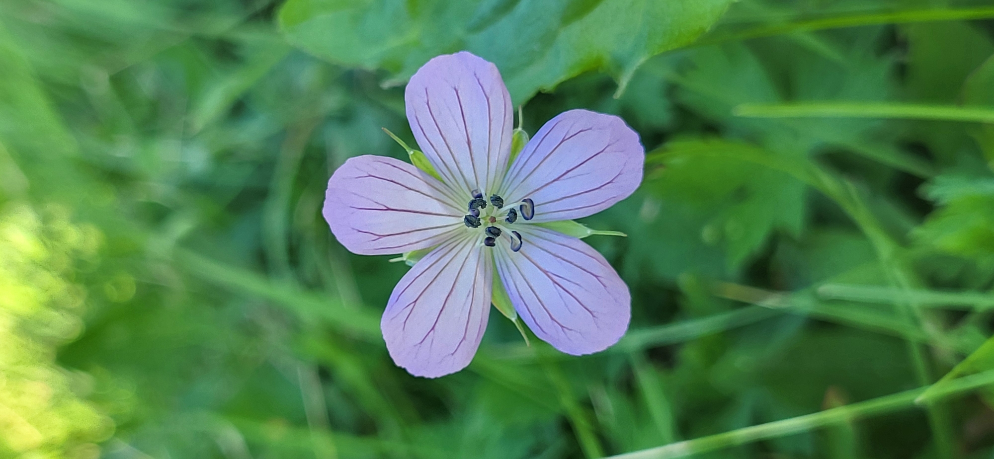 A close-up, vertical shot features a single, pale lavender flower with five petals and dark purple veins. The flower's center contains several small, dark stamens. It is positioned against a softly blurred background of green grass and foliage. The lighting suggests it is daytime, with a slight highlight on the upper left of the image, indicating sunlight filtering through leaves. No specific location in Tetianivka, Ukraine, can be determined from the visual information.