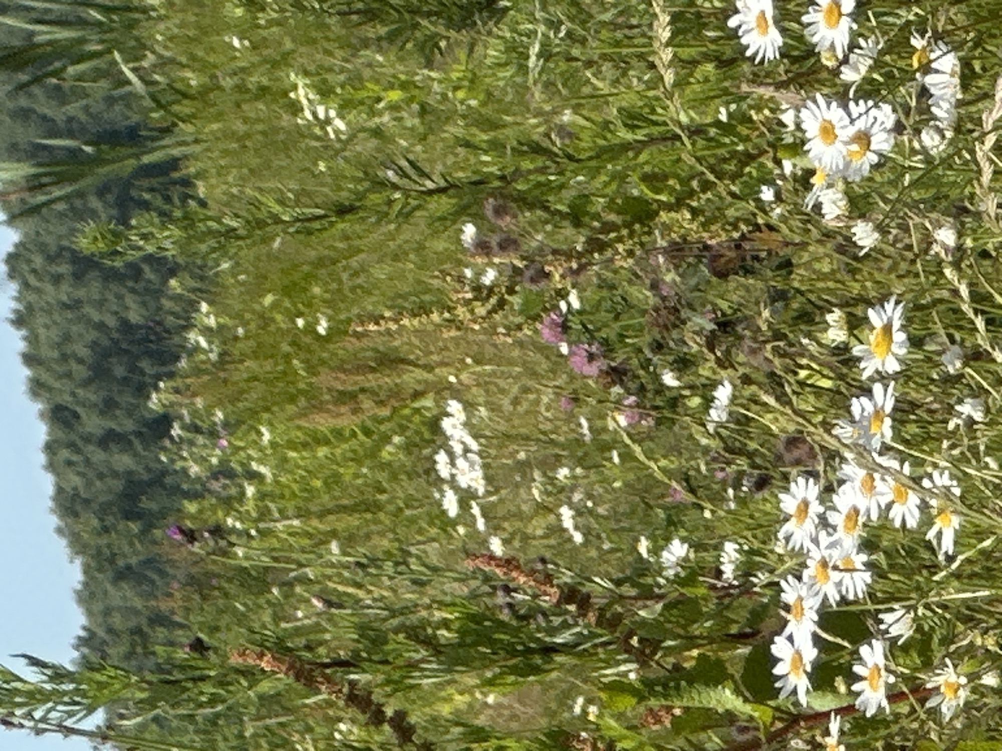 This is a photograph of a meadow filled with white and yellow wildflowers, likely daisies, growing amongst green grasses and other vegetation. The perspective is close to the ground, looking upwards and sideways through the plants. A darker, out-of-focus area on the left side of the image appears to be a forested hillside. The overall impression is of a natural, undeveloped landscape.
The time of day seems to be daytime, with bright lighting casting highlights on the flowers and foliage. The weather appears to be fair, with clear skies suggested by the bright illumination and lack of overcast. The location is identified as Lukovnya, Russia, implying a rural or semi-rural setting typical of the Russian countryside in warmer months.
There are no people or distinct objects visible in the scene. The focus is entirely on the wild flora. The composition, with the flowers in the foreground and the blurred greenery and hillside behind, suggests a tranquil and serene atmosphere, typical of a summer day in a natural environment. No text is visible in the image.