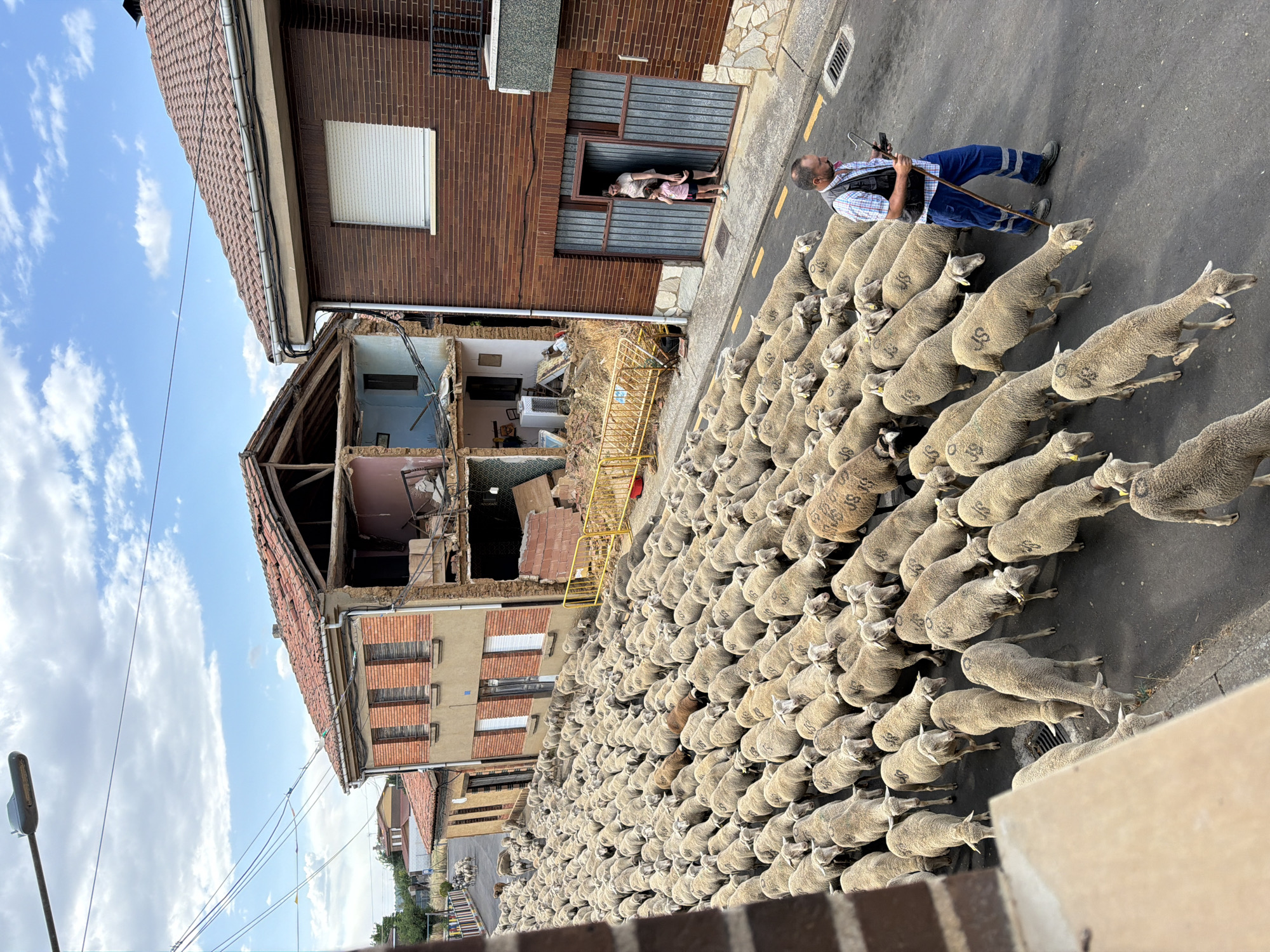 In Arcahueja, Spain, a large flock of sheep is being herded down a street. The sheep are densely packed and fill the road. A man in a checkered shirt, dark vest, and blue pants with reflective stripes is walking behind the flock, holding a crook and a device. Two females, one adult and one child, are standing in the open doorway of a brick building on the right side of the street. To the left of the street, two multi-story buildings are visible; one appears to be partially demolished, with exposed interior walls and debris. The sky is blue with scattered white clouds.