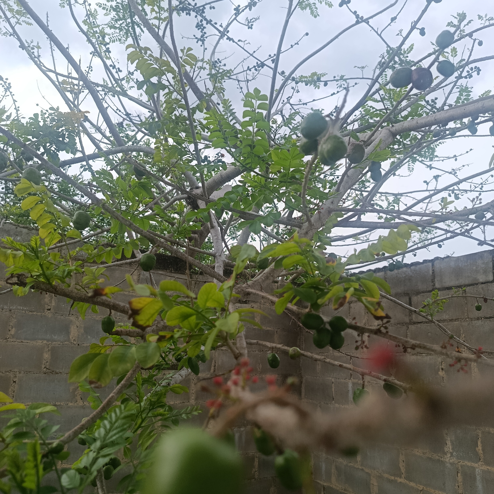 The image depicts a tree laden with green fruits in what appears to be a residential backyard setting. The tree's branches are intertwined and spread across the frame, with green leaves interspersed among the fruits. The fruits are round and hang from the branches. In the background, there is a concrete block wall, suggesting an urban or suburban environment. The sky is overcast, providing soft, diffused light. In the foreground, out-of-focus branches and leaves obscure part of the view. The location is stated to be Los Velásquez, Venezuela. The image contains no visible people or actions. The primary objects are the tree, its fruits and leaves, and the concrete wall.
