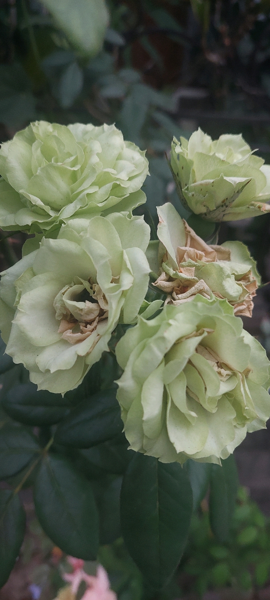 In Sukodono, Indonesia, a close-up, vertical shot captures a cluster of pale green roses, some fully bloomed and others in various stages of wilting. The roses, with their ruffled petals, are the primary subjects, set against a softly blurred background of dark green foliage. Some of the petals show browning and decay, indicating the flowers are past their prime. The lighting appears to be natural, possibly overcast, creating a soft, diffused illumination. The image focuses on the texture and subtle color variations of the roses and their leaves.