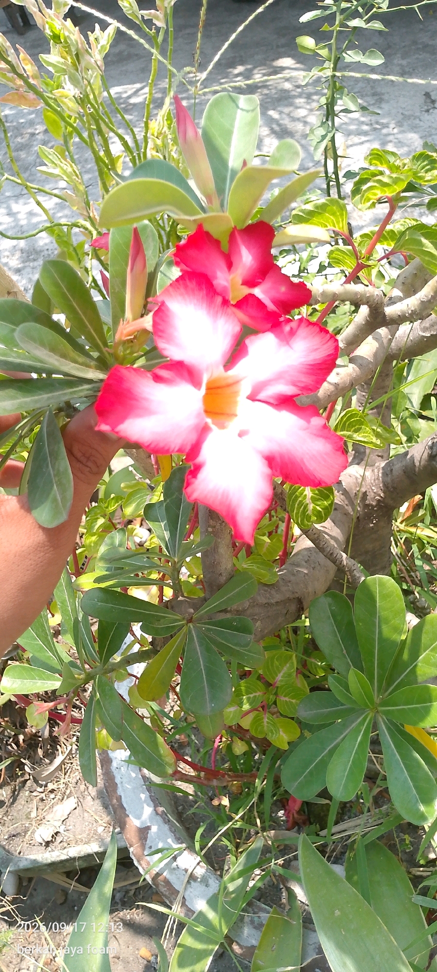 A close-up, eye-level shot captures a vibrant pink and white desert rose flower in bloom, set against a backdrop of green foliage and branches. The flower's petals are edged in a deep pink, fading to white towards the center, where a yellow stigma is visible. A portion of a person's hand, with tanned skin and short fingernails, is visible on the left side of the frame, gently holding a leaf. The plant appears to be in a pot, as suggested by the white-painted rim visible at the bottom left. The surrounding environment is rural, with dry soil and scattered debris, indicative of a garden or natural setting. The overall lighting suggests a sunny day, casting dappled shadows on the ground. The image was taken in Kincang Wetan, Indonesia, as indicated by the timestamp on the bottom left of the frame: "2026/09/17 12:13".