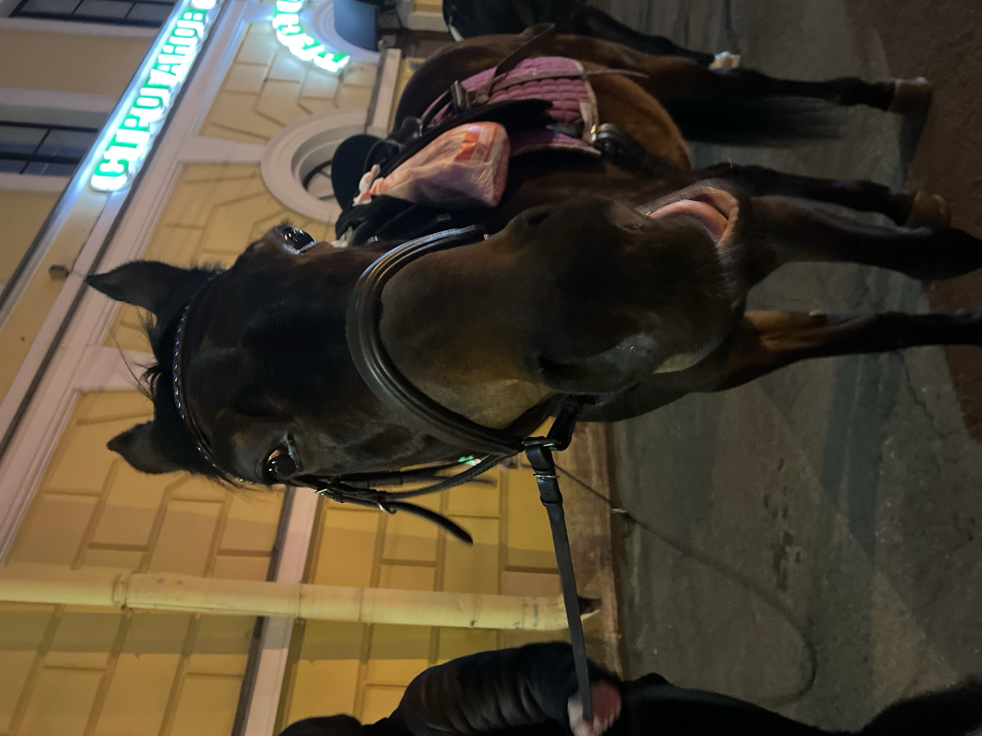 The image shows a close-up of a dark-colored horse with a bridle and saddle in Saint Petersburg, Russia. The horse is standing on a street, with the side of a building visible in the background. The building has a sign with the name "СТРОГАНОВ" illuminated in green. The horse's head and part of its body are in focus, while the background is slightly blurred. A person wearing a black jacket is partially visible at the bottom of the image. The lighting suggests it is nighttime.