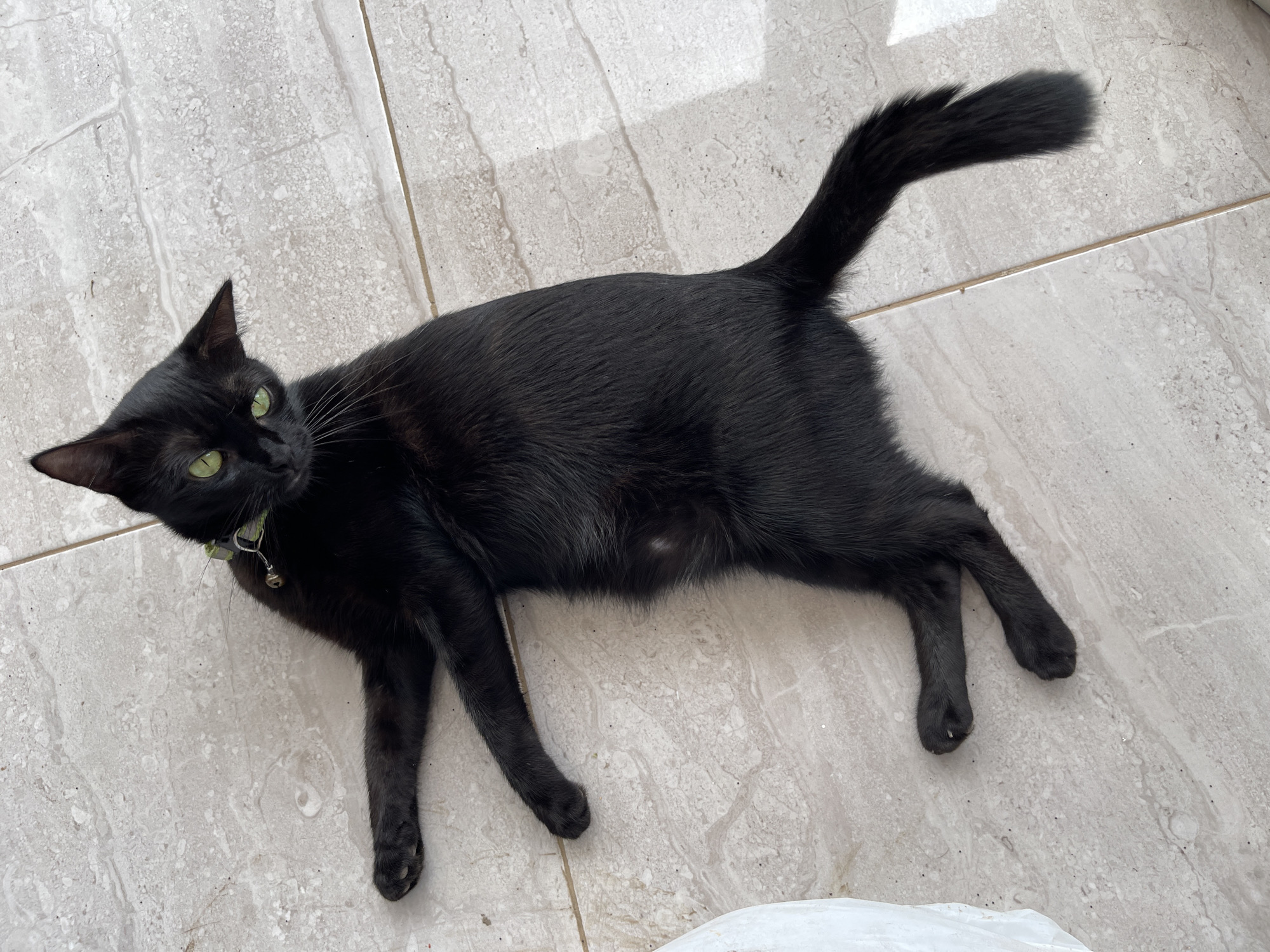 An adult black cat with bright green eyes lies on a tiled floor. The cat is wearing a green collar with a small silver bell. Its body is stretched out, with its front paws extended to the left and its hind paws to the right. The floor is made of light-colored, rectangular tiles with a subtle marble pattern. The scene appears to be outdoors, possibly on a patio or balcony, as indicated by the presence of natural light and shadows. There is no indication of the specific location within Madina, Ghana.