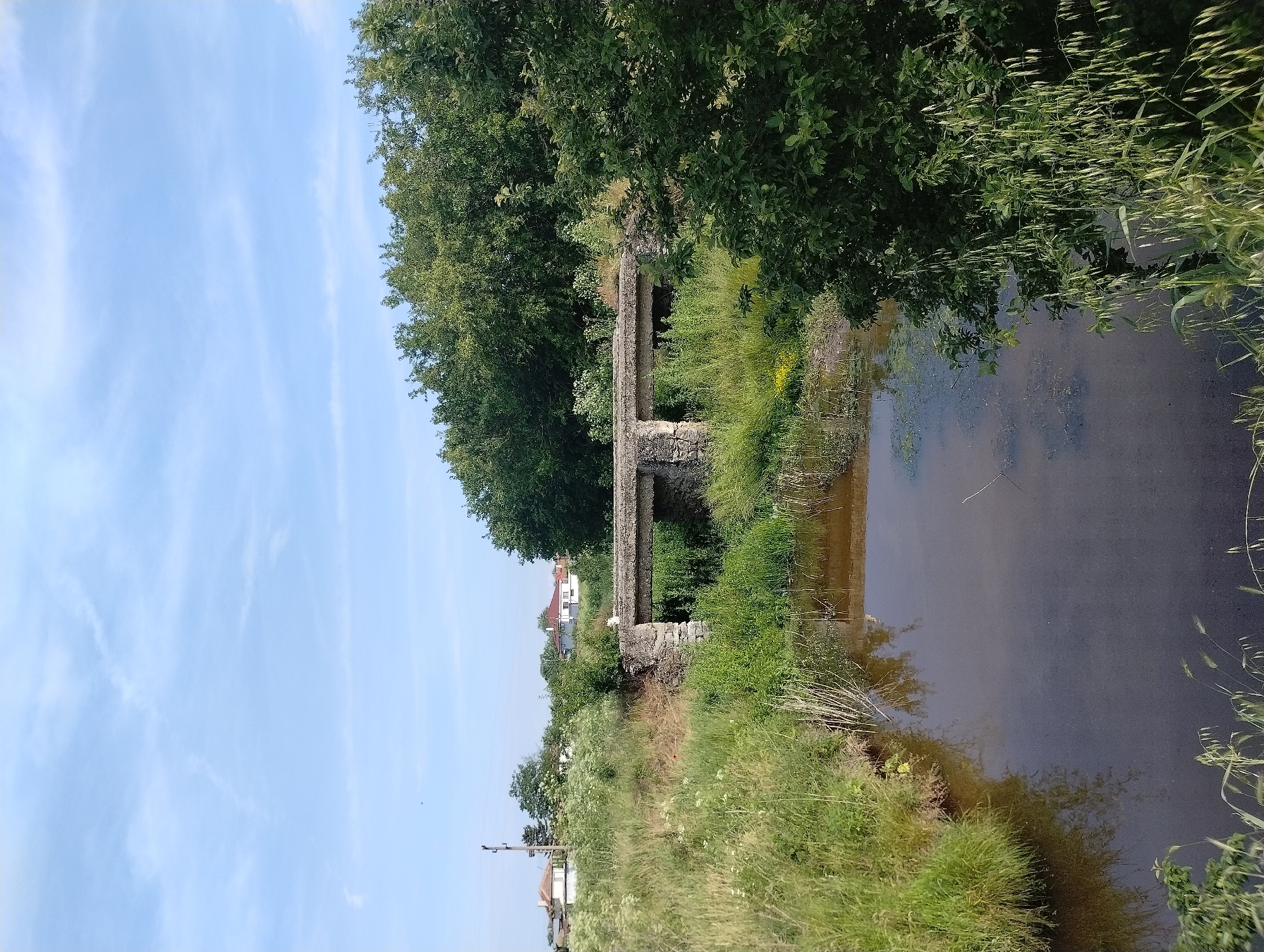 The image depicts an overgrown area with a stream or river flowing through it. An old stone bridge spans the water, partially obscured by vegetation. Trees and tall grasses dominate the landscape. In the distance, a few houses are visible, suggesting a rural or suburban setting. A utility pole is also visible on the left side. The sky is blue with some wispy clouds. The location is Roza, Bulgaria.