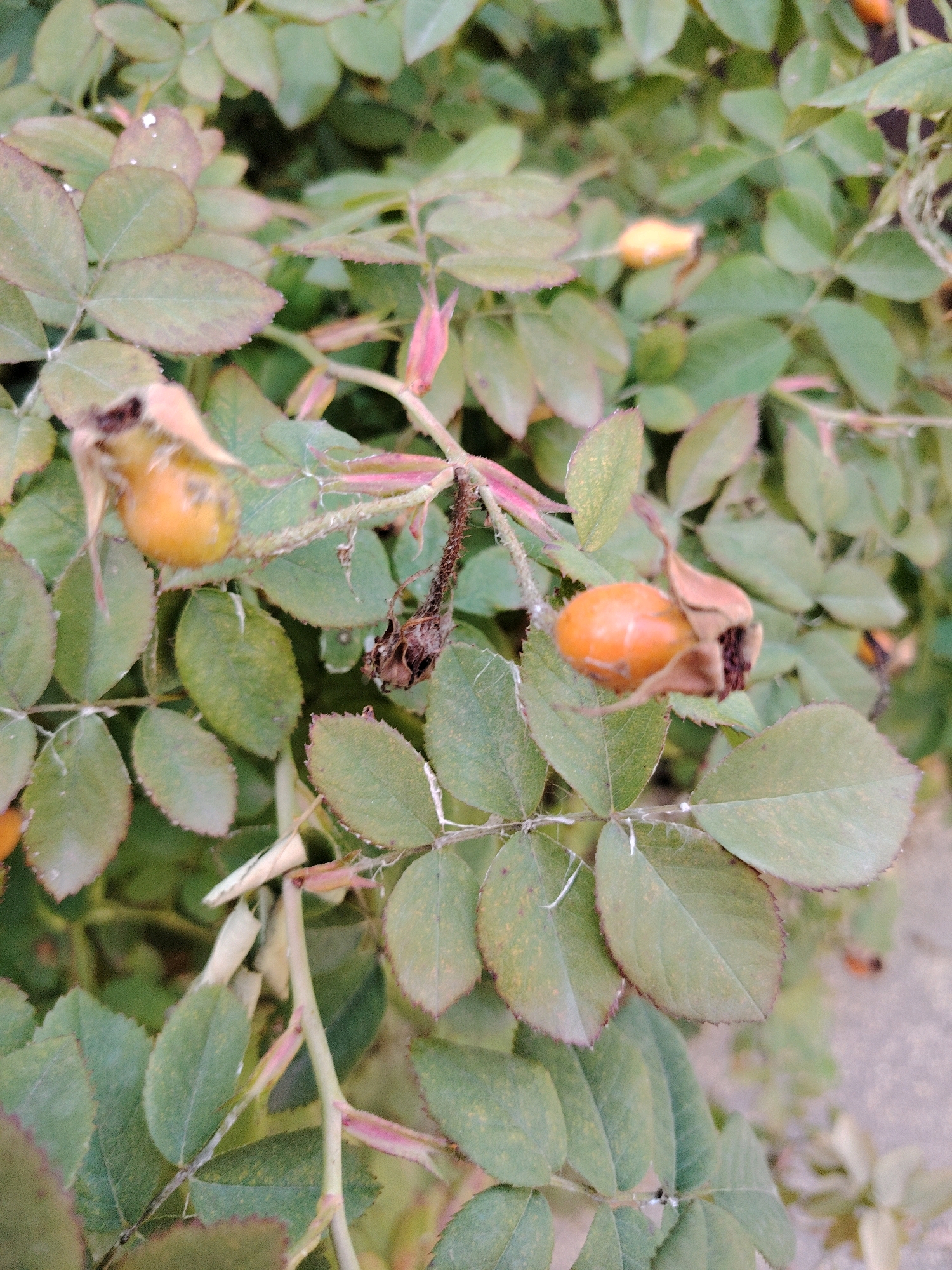 The image is a close-up, slightly out-of-focus photograph of rosehip bushes with green leaves and several orange rosehips. The lighting is diffused, suggesting an overcast day or a shaded area. The scene is outdoors, with a hint of a paved surface visible in the lower right corner, possibly a sidewalk or path. There are no people or animals present. The background is a blur of more foliage and the indistinct paved surface. The image appears to have been taken in a park, garden, or natural area within the city of Astana, Kazakhstan, given the context of its location.