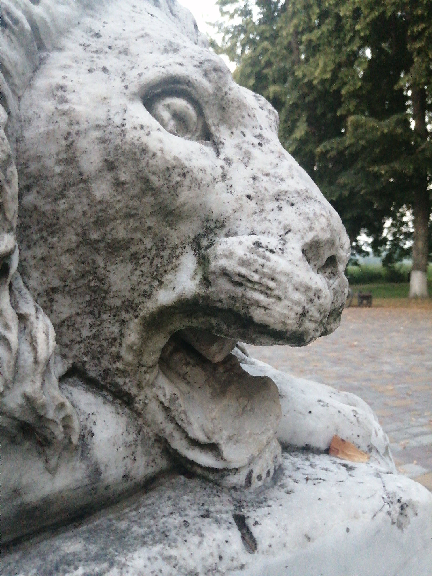 The image shows a close-up, low-angle view of a weathered stone sculpture of a lion's head and upper body. The sculpture is made of a light-colored stone, possibly marble, and is heavily textured with dark speckling and some green staining, suggesting exposure to the elements. The lion's mouth is open, revealing carved teeth and a tongue, and its left eye is visible, with a distinct pupil. Part of the lion's mane is also visible on the left side of the frame. The background is blurred, showing a park-like setting with trees and a paved pathway. A small, brown, leaf-like object rests on the stone near the lion's shoulder. There are no people or animals depicted in the image. This sculpture is located in Slonim, Belarus, near the town's botanical garden.