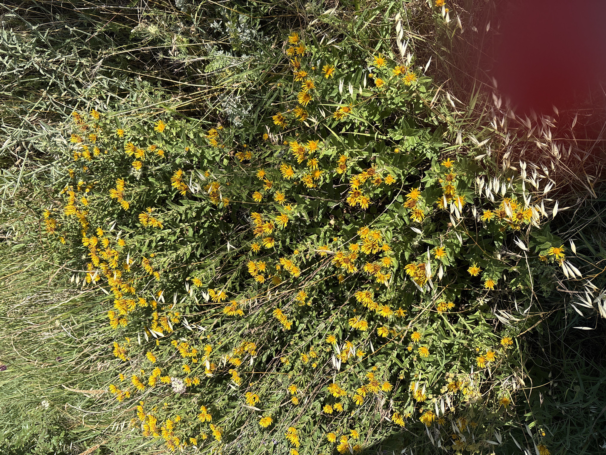 The image depicts a dense cluster of yellow wildflowers with green foliage, growing in a natural outdoor environment. The flowers are small and have ray florets, typical of many species in the Asteraceae family. They are in full bloom and form a vibrant patch amongst taller grasses and other vegetation. Some dry grasses and seed heads are also visible, suggesting a late summer or early autumn season. The background is a blur of green and brown, indicating a natural, uncultivated setting. The overall impression is one of wild, untamed nature. There are no people, man-made objects, or signs of urban life visible in the image. The image does not provide any specific details that would allow for an identification of its location within the city of Mtskheta, Georgia.