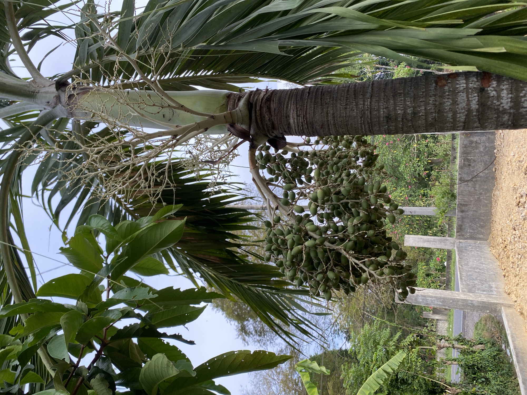 A close-up, eye-level, vertical shot captures a cluster of unripe, green betel nuts hanging from a palm tree in Meunasahlhok, Indonesia. The palm tree trunk, rough and textured, dominates the right side of the frame. In the foreground, a low concrete wall, partially constructed with exposed rebar and rough soil, frames the scene. Behind the wall, a road is visible, bordered by lush green vegetation and various trees, including banana plants. The sky above is overcast.