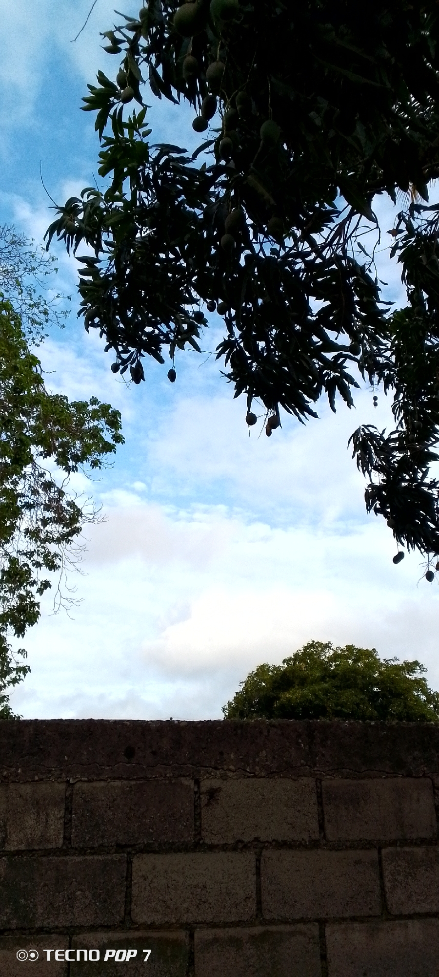 In Altagracia, Venezuela, the image captures a view from behind a low, weathered concrete block wall, looking upwards at a bright blue sky with scattered white clouds. Silhouetted against the sky are the dense, dark leaves and branches of a mango tree laden with numerous green mangoes. To the left, another tree with lighter green foliage and bare branches is partially visible. In the lower right quadrant of the sky, the top of a lush green tree can be seen peeking over the wall. The bottom of the frame is dominated by the textured surface of the concrete block wall, with the "TECNO POP 7" watermark in the bottom left corner. The scene suggests an outdoor setting, likely a residential area or yard, in the city of Altagracia, Venezuela.