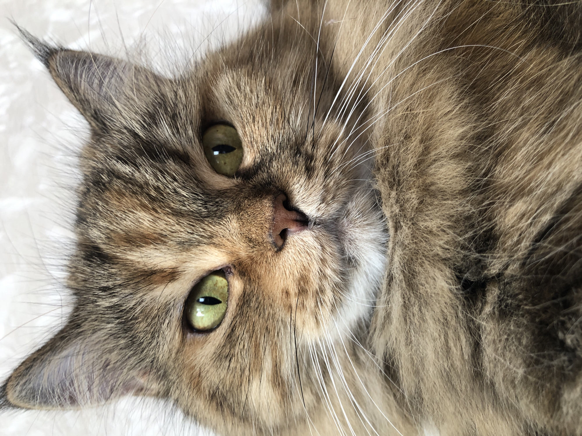 A close-up, head-on studio portrait captures a fluffy, long-haired tabby cat with striking green eyes. The cat's fur displays a mix of brown, black, and tan stripes, with prominent white whiskers fanning out from its muzzle. Its ears are tipped with fur, and its nose is a light brown color. The background is a soft, white, textured surface, possibly a blanket or rug, which is out of focus. The lighting is even, highlighting the details of the cat's face and fur. The image is taken from the chest up, focusing solely on the cat's head and upper body.