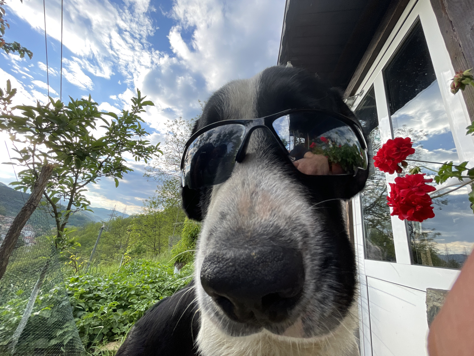 A close-up, low-angle shot of a black and white dog wearing sunglasses. The dog's nose is very close to the camera. The sunglasses reflect the surrounding environment, including red flowers and a person. To the left, a hillside with trees and vegetation is visible. The right side shows a white window frame with a reflection of the sky. Based on the visual information, it is not possible to determine the location within Zlatograd, Bulgaria.