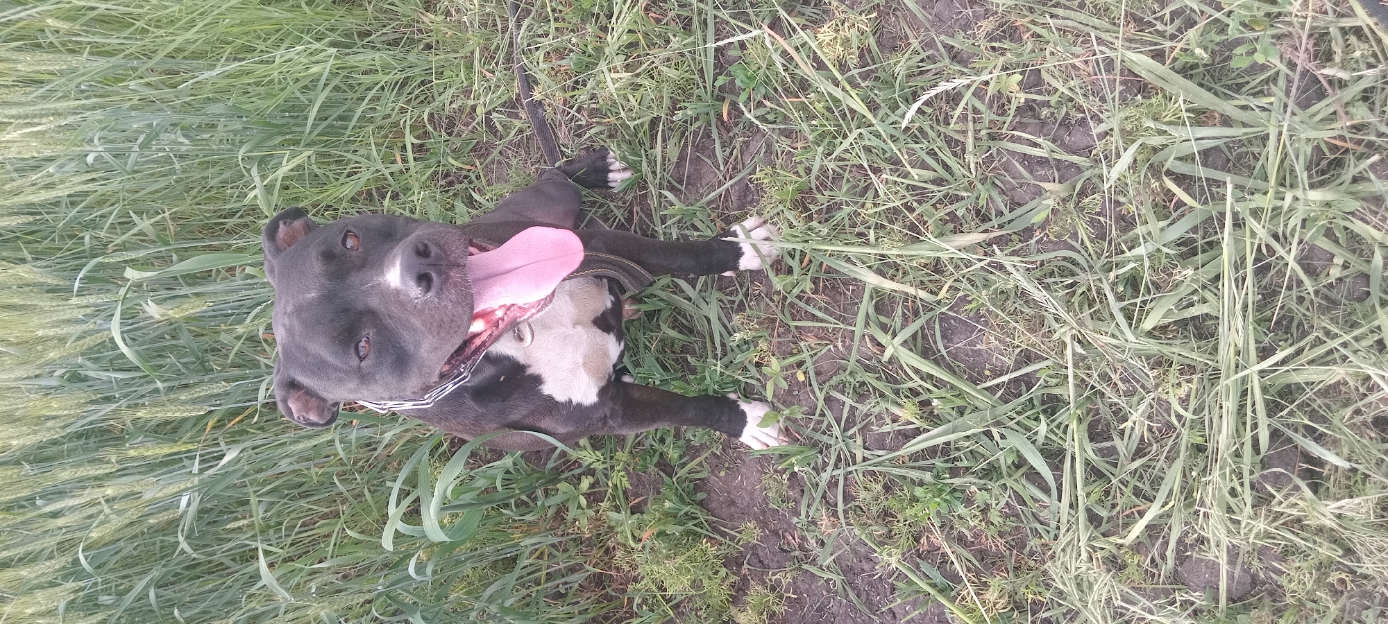 The image shows a black and white pit bull dog with its tongue out, sitting in a grassy field. The dog is wearing a metal chain collar and has white markings on its chest and paws. The background consists of tall green grass and wheat stalks, suggesting a rural or park-like setting. The ground beneath the dog is visible as dark soil with scattered dry grass. The lighting suggests it is daytime, possibly late afternoon or early evening, with soft light illuminating the dog. There are no other subjects or structures visible in the frame. This scene does not provide any specific details about the city of Koviahy, Ukraine, as it is a generic outdoor environment.