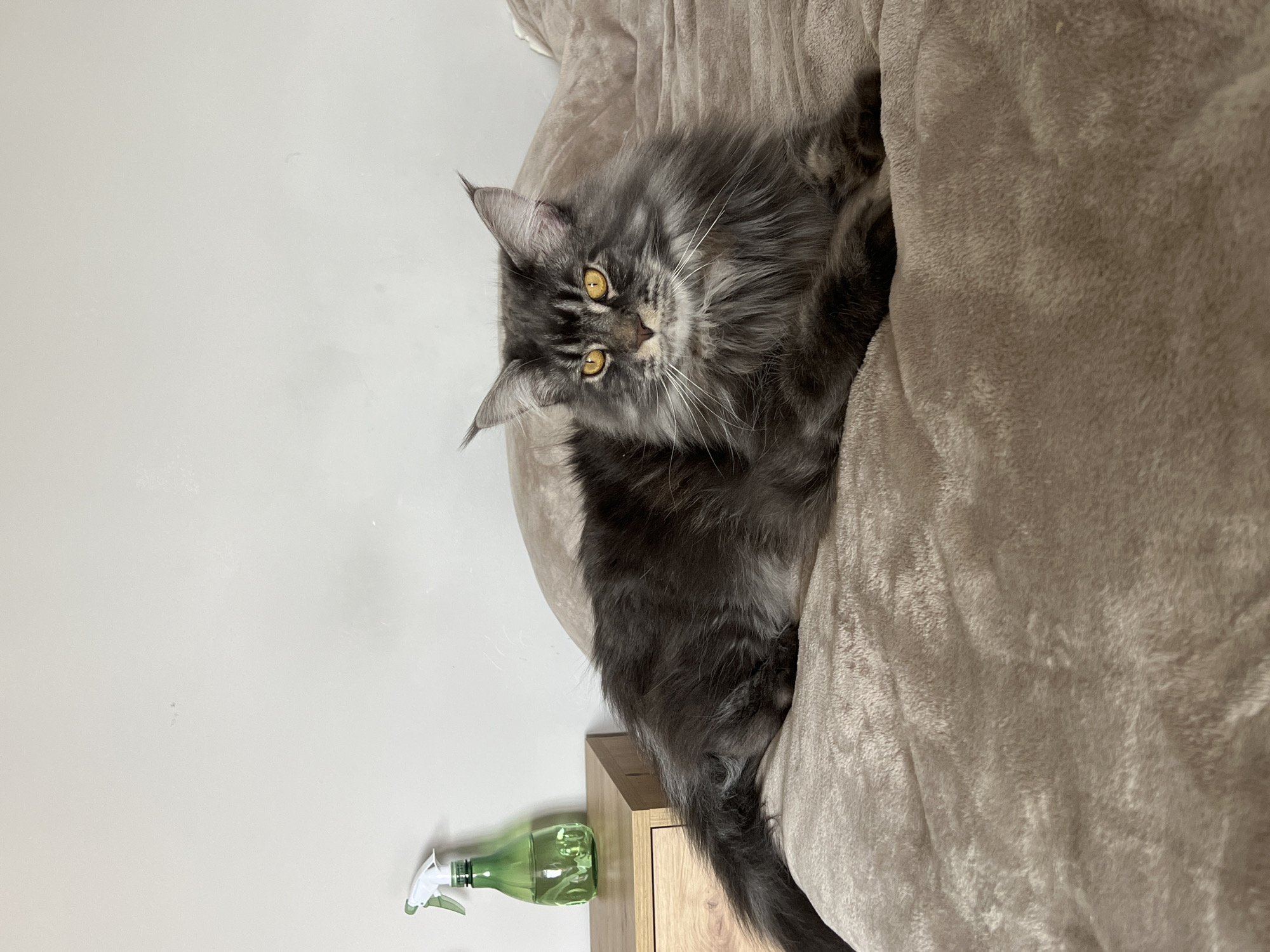 A gray Maine Coon cat with amber eyes is lying in a beige cat bed. The cat is positioned on its side, looking directly at the camera. A green plastic spray bottle is sitting on a wooden surface near the cat bed. The background is a plain white wall. No people are visible. The location in the city of Ternopil, Ukraine is unknown.
