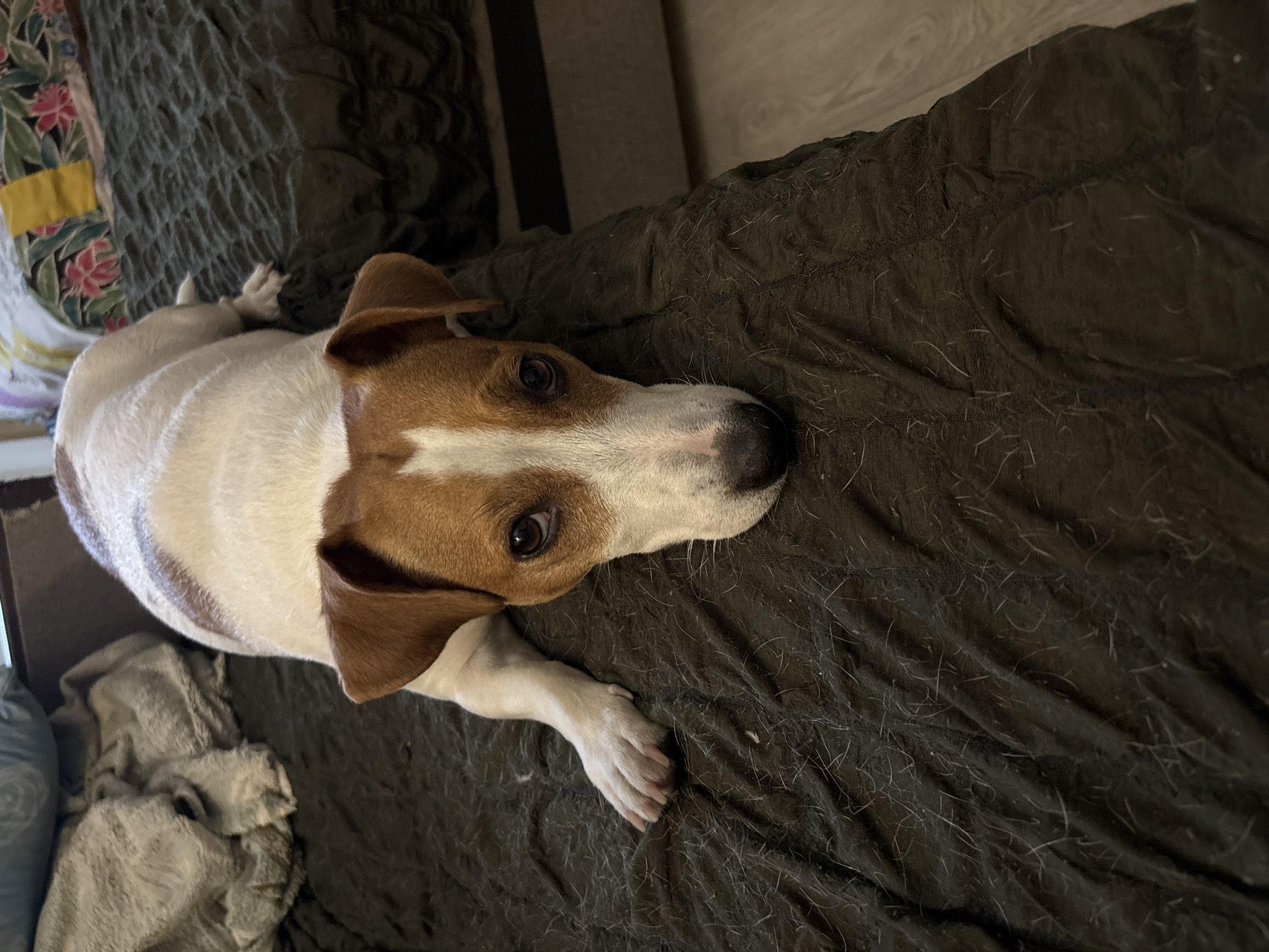A Jack Russell Terrier is lying on a dark green textured bed. The dog is white with brown markings on its head and back, and its face is directed towards the camera. The dog's left front paw is extended forward. The bed is covered with a dark green textured fabric that shows a significant amount of white and light-colored dog hair. In the background, there are pillows and a patterned bedspread. The scene appears to be an indoor setting, likely a bedroom. The location is not specified in the image or provided information.