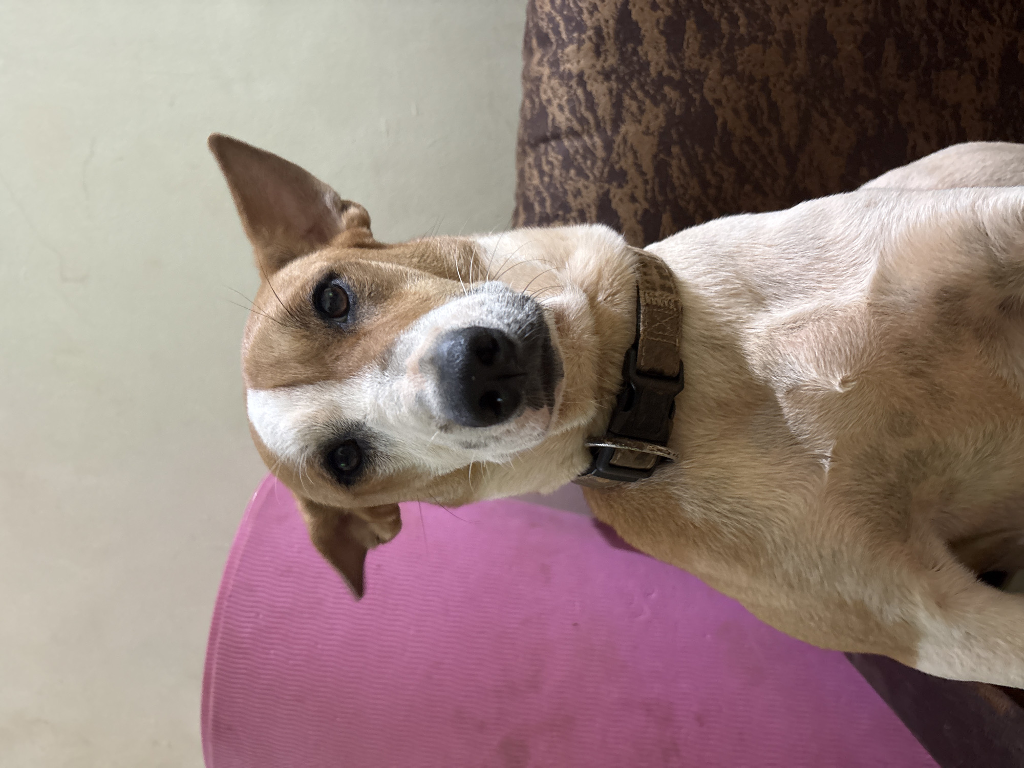 A medium-sized dog with tan and white fur is pictured indoors, seated in front of a couch and a pink cushioned object. The dog is wearing a dark brown collar. The background consists of a light-colored wall. The dog's face is the primary focus, with its head tilted slightly and one ear perked up. The dog appears to be looking directly at the camera. The image was taken in Ashvem, India.