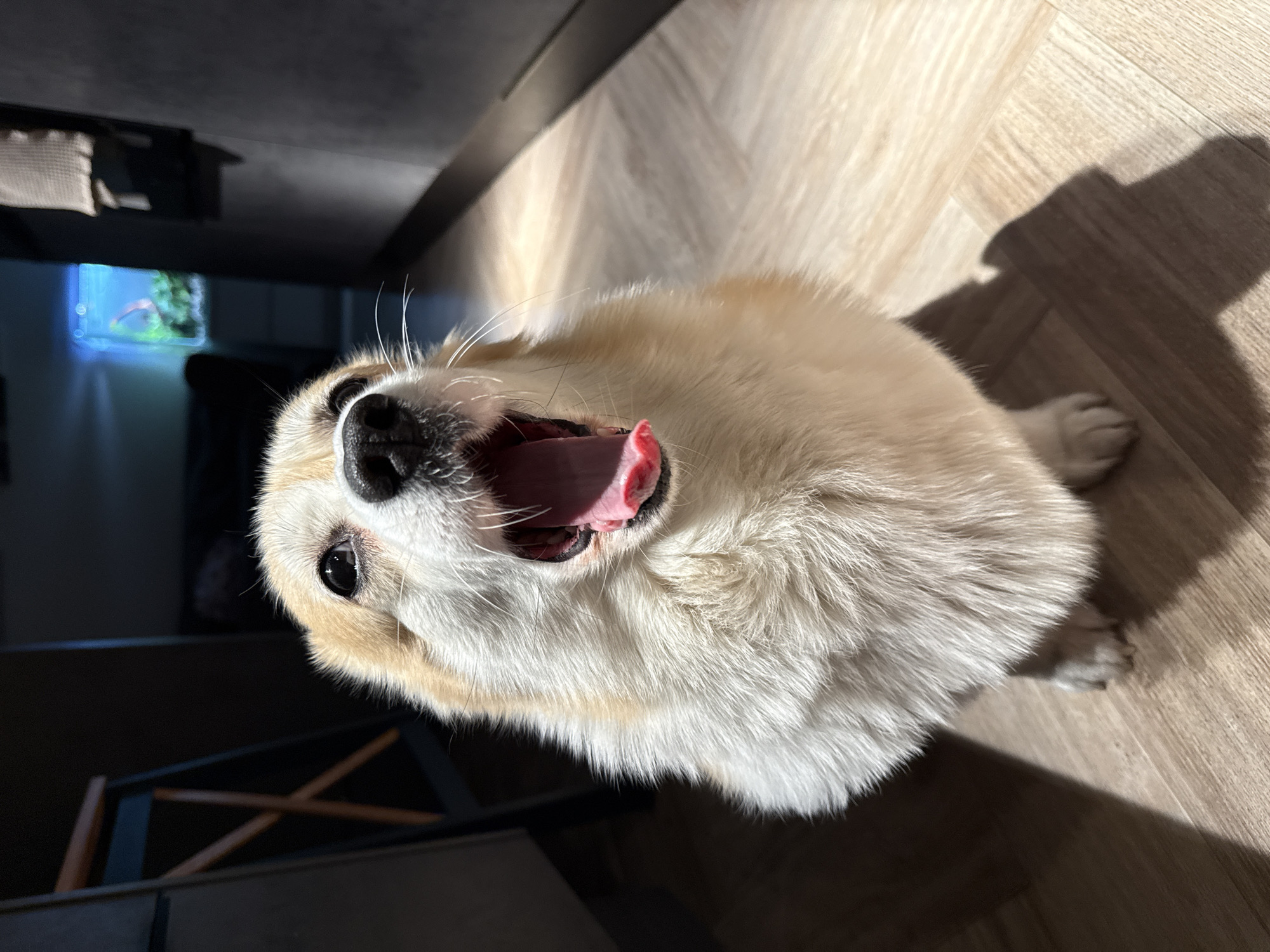 A dog, appearing to be a corgi, is positioned in the lower right half of the image, from a high-angle perspective, oriented nearly upside-down. The dog has a tan and white coat and is panting with its mouth open, revealing its tongue and teeth. The dog's nose and eyes are clearly visible. The floor is light brown, wood-like flooring, with shadows cast on it. In the upper-left corner, there is a partially visible dark-colored structure, possibly furniture, and a small blue-lit space. No people are visible. There is no information to infer any location.
