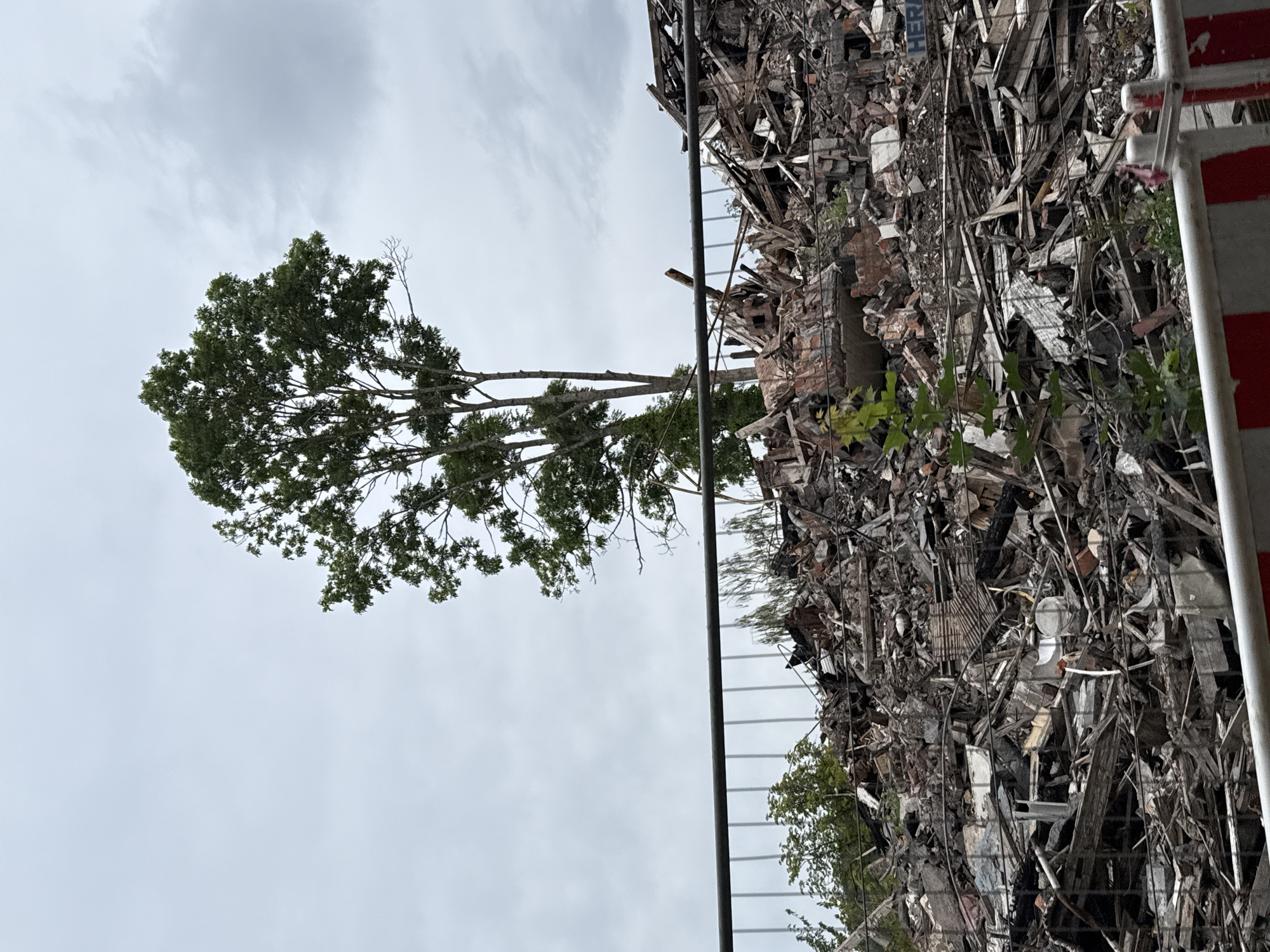 In Bad Sachsa, Germany, a tall tree with green foliage stands amidst the rubble of a demolished structure. The debris pile, composed of wood, brick, and other building materials, is contained by a temporary metal fence. The sky overhead is overcast.