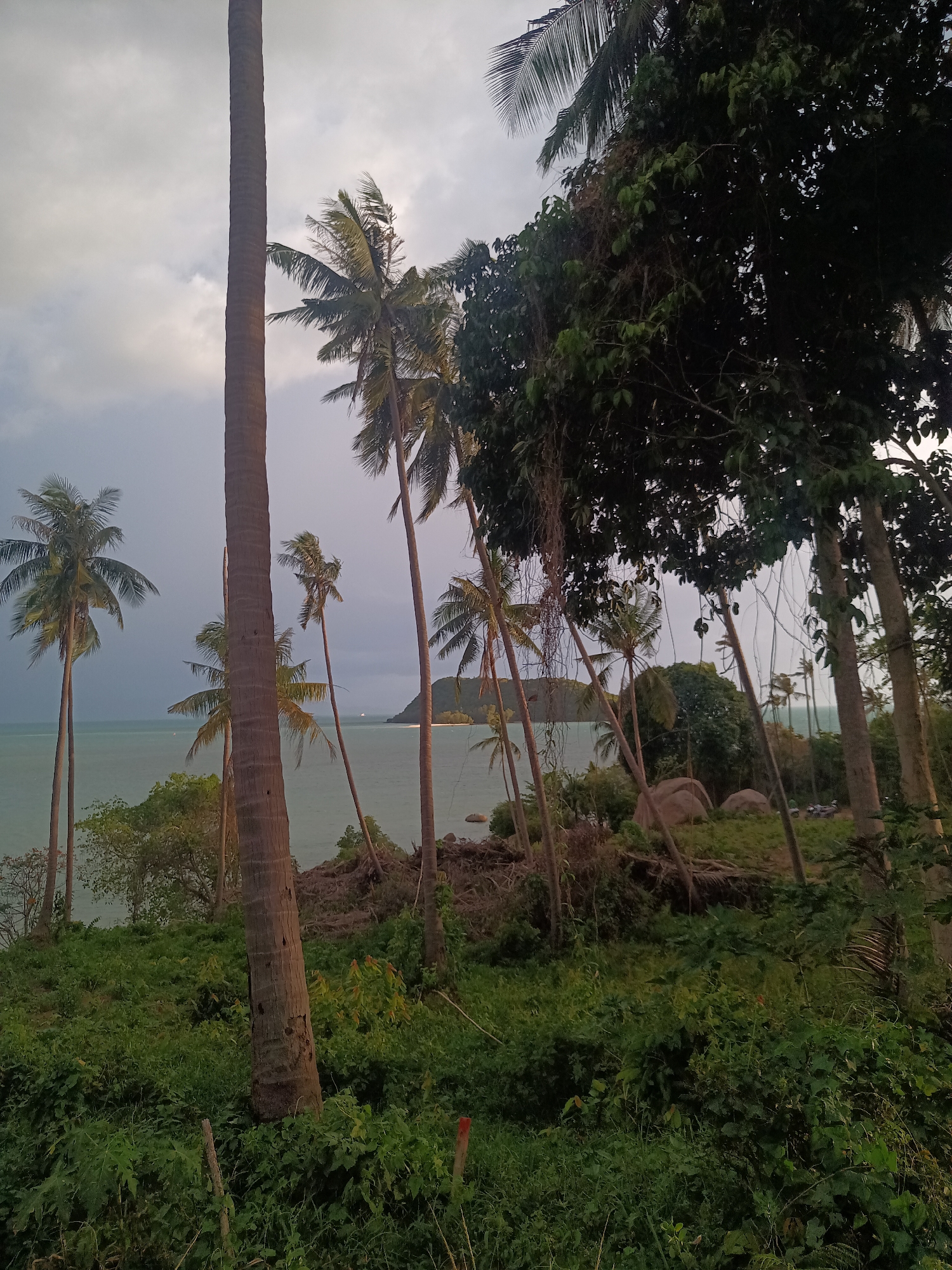 The image captures a coastal scene in Baan Wok Tum, Thailand. The view is from a slightly elevated position overlooking the ocean. Several tall, slender palm trees are scattered throughout the foreground and midground, their trunks leaning slightly. Dense green foliage covers the ground and extends towards the right side of the frame, obscuring some of the view. In the distance, an island or landmass is visible, with a sandy beach along its coast. The water appears calm and a pale greenish-blue color. The sky is overcast with grey clouds, creating a muted and somewhat hazy atmosphere.
