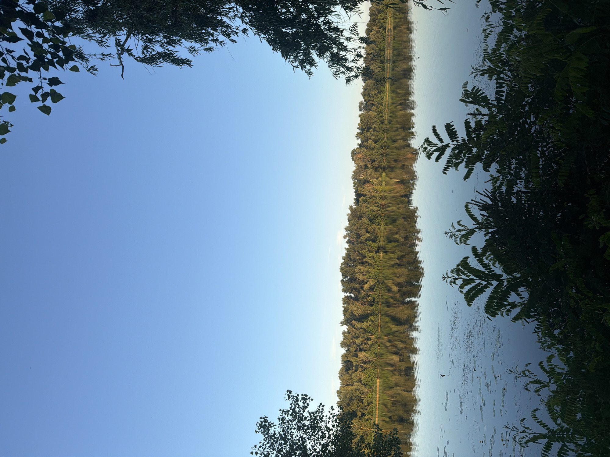The image depicts a serene natural scene likely taken from the bank of the Dnipro River in Obukhivka, Ukraine. The sky is a clear, pale blue, with the faint impression of a distant cloud or haze. The vast expanse of the river dominates the middle ground, its surface calm and reflecting the dense, lush green treeline that stretches across the opposite bank. This treeline is a prominent feature, appearing as a continuous wall of foliage. In the foreground, the dark silhouettes of various plants and trees frame the water, with some leaves and branches extending into the upper corners of the frame. The water itself has a slightly rippled texture and is dotted with small, circular lily pads, suggesting a tranquil and undisturbed environment. The overall impression is one of natural beauty and peaceful solitude.