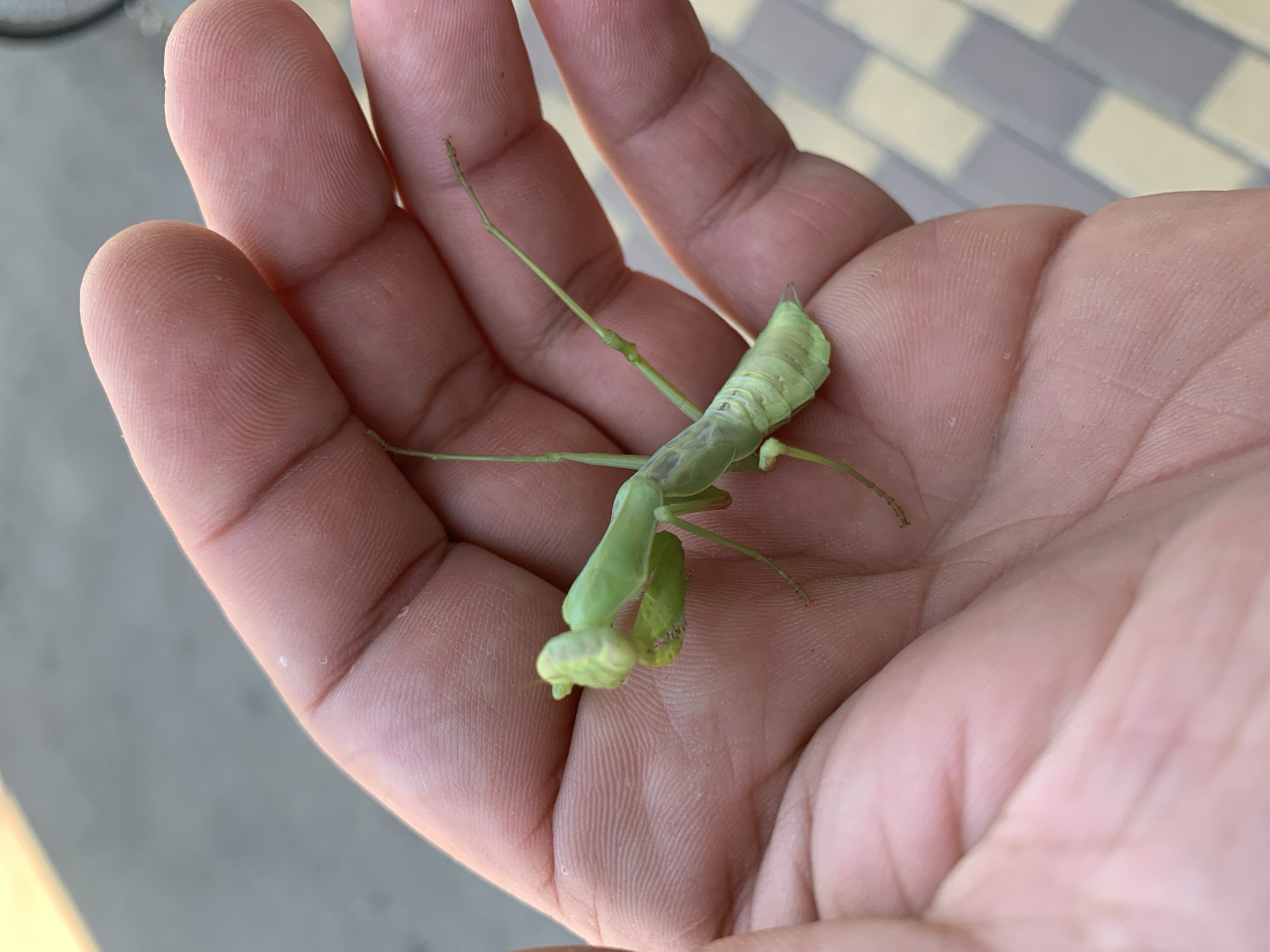 A close-up shot shows a praying mantis resting on an open human hand. The praying mantis is green and has its forelegs raised. The hand is light-skinned and appears to be on a paved surface with a checkered pattern. The background is blurred but suggests an outdoor environment, possibly a street or sidewalk in Kropotkin, Russia.
