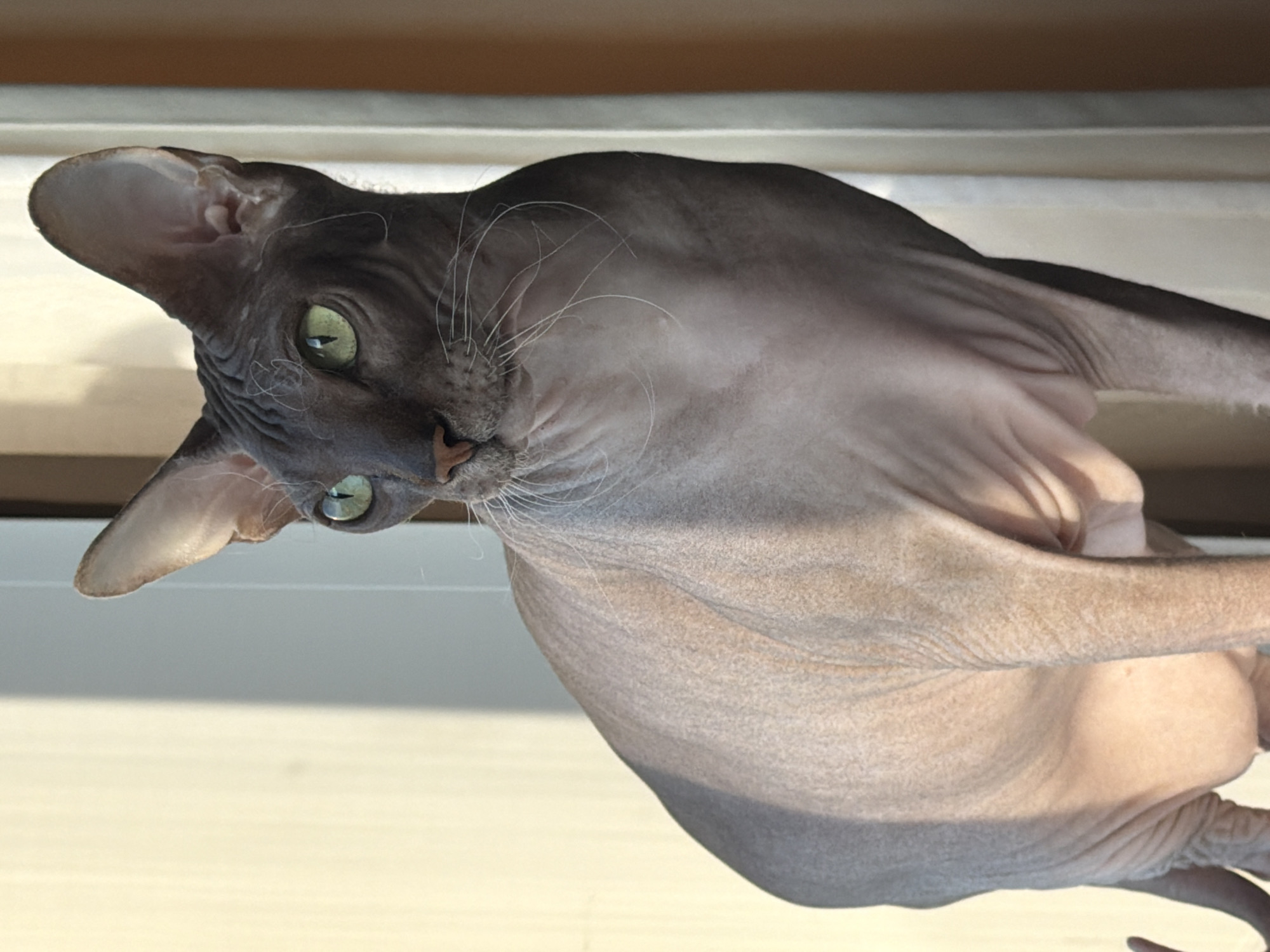 A hairless cat with green eyes is sitting on a surface in front of a window. The cat is facing to the left of the frame, with its body angled towards the viewer. The cat's skin is wrinkled and has a gray-pink hue. The background is a softly lit wall and a curtain. There is no indication of the cat's location within Izhevsk, Russia.