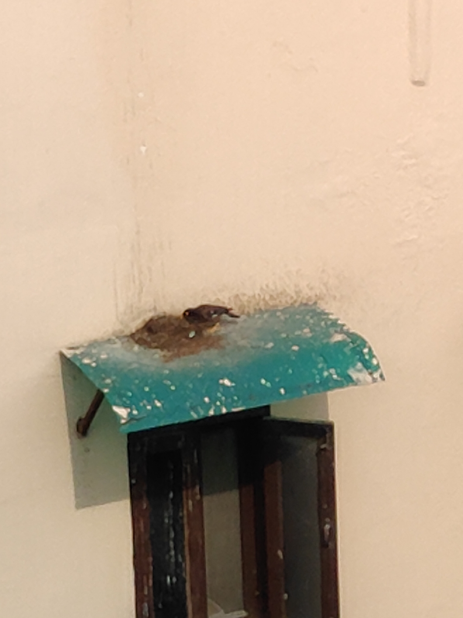 A small bird with brown and white plumage is perched on a nest made of mud and twigs. The nest is located on a teal-colored, weathered metal awning. The awning is attached to a light-colored wall, likely painted plaster or concrete. Below the awning, the upper portion of a dark-colored wooden window frame is visible. The background is a plain, light-colored wall, showing some discoloration and faint vertical streaks, suggesting it may be an exterior wall of a building. The scene is consistent with an outdoor urban setting, potentially in Gurgaon, India, where such nesting sites are common.