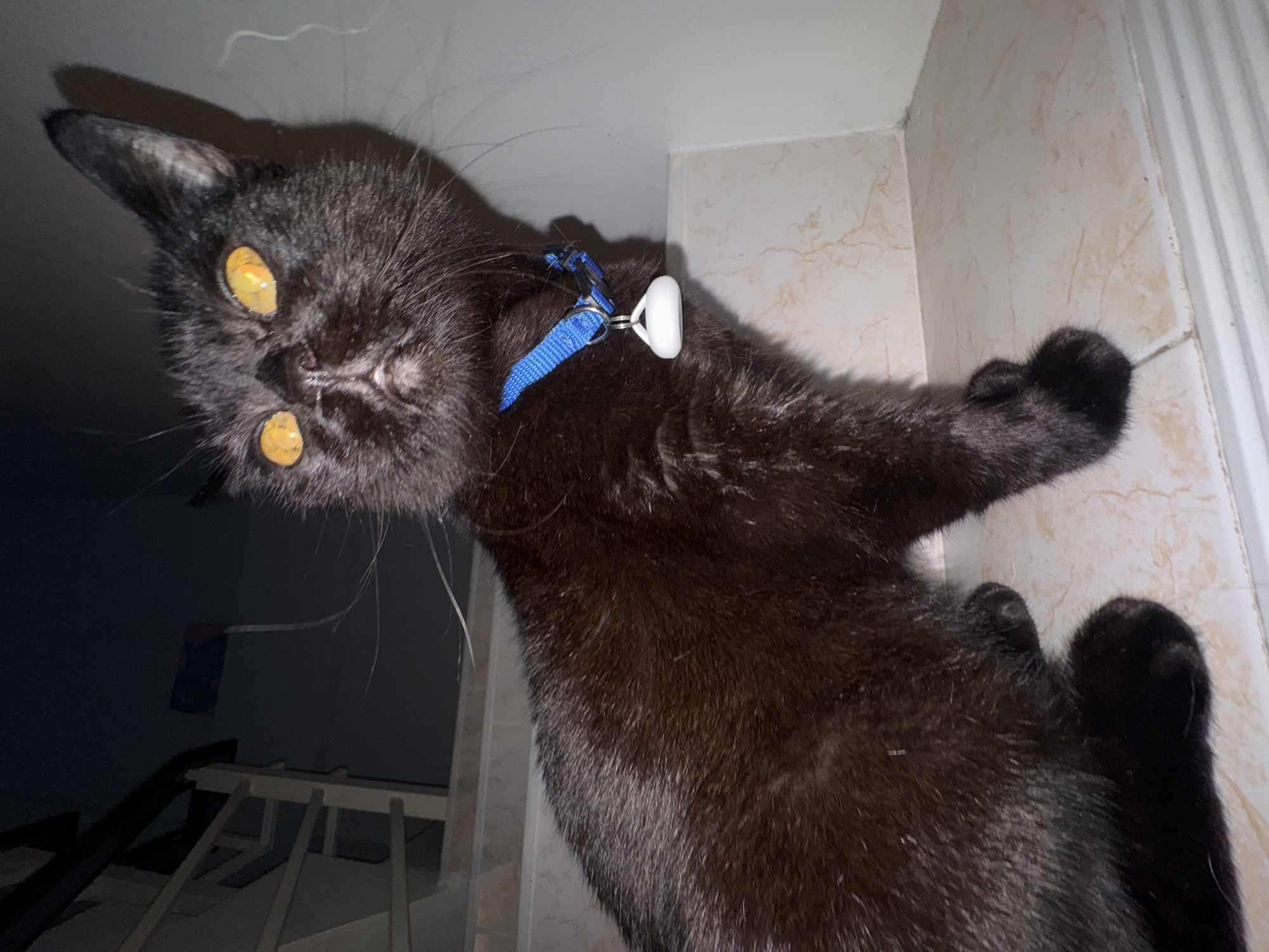 A black cat with striking amber eyes sits on a tiled staircase at night. The cat wears a blue collar with a white tag. The background is dark, with a hint of a railing and a blurry object that appears to be a flag. The scene is dimly lit, suggesting it was taken indoors or in a shaded outdoor area. The setting is consistent with a residential staircase in Karon, Thailand, where such architectural features are common.
