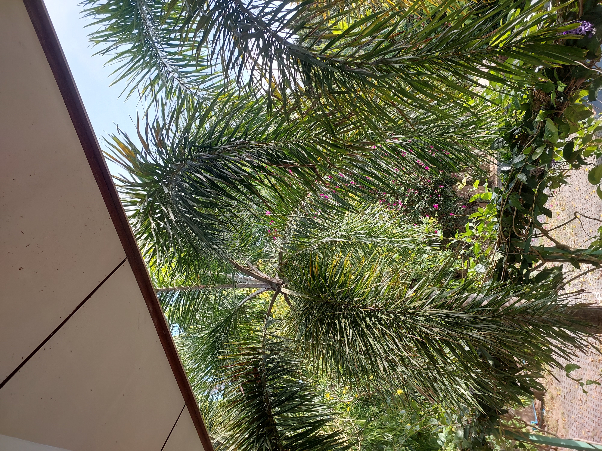 The image depicts a view of palm fronds and lush greenery, with a portion of an overhang in the foreground, possibly from a porch or balcony. The lighting suggests it is daytime, with sunlight filtering through the leaves and casting shadows. The scene appears to be outdoors, in a tropical or subtropical environment, consistent with the location of Baan Mae Nam, Thailand. The background shows more foliage and hints of structures or pathways. There are no people or animals visible in the image.