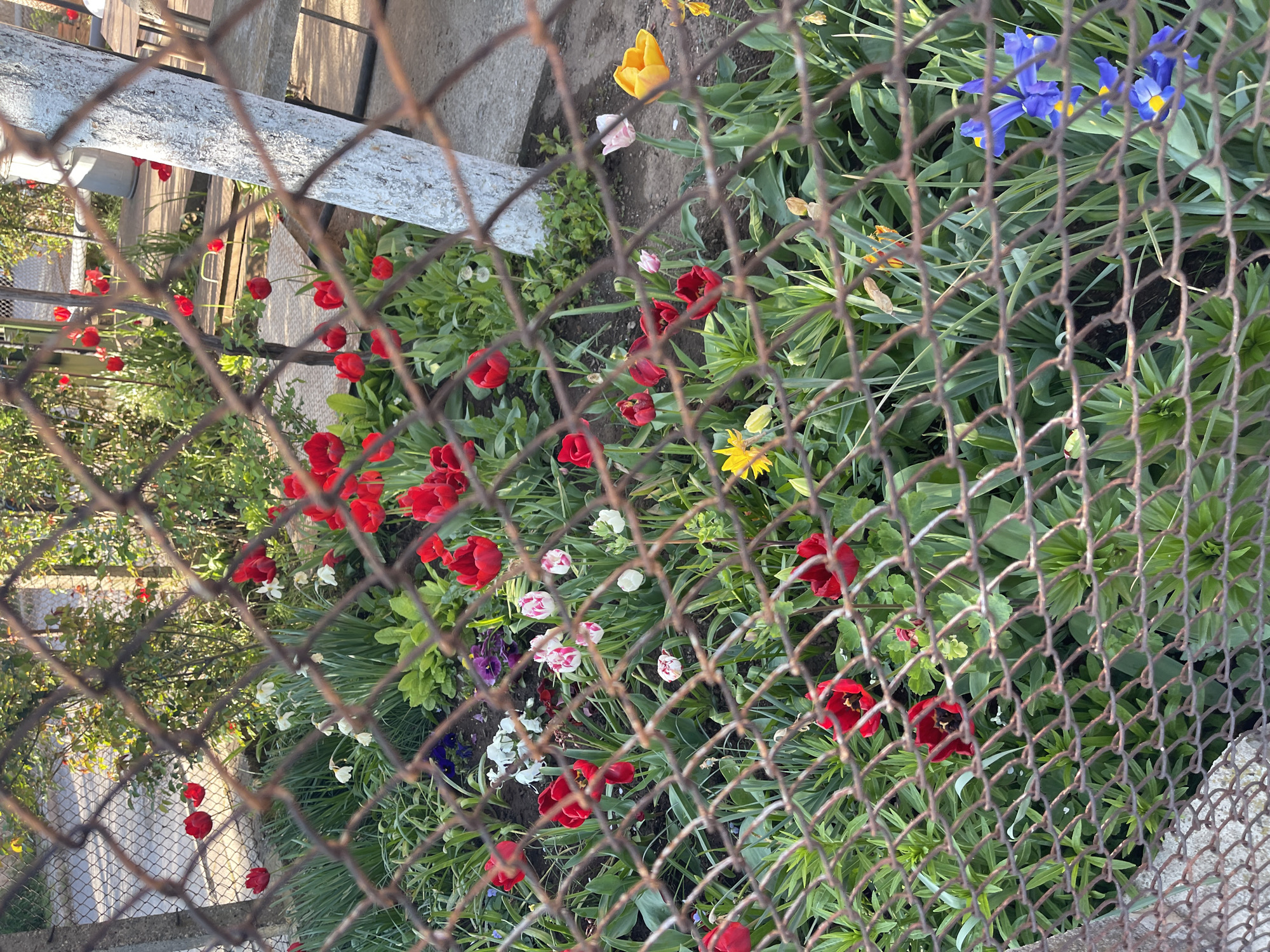The image displays a vibrant garden scene viewed through a chain-link fence, giving a sense of looking into a private or contained outdoor space.
In the immediate foreground, the diamond pattern of a rusty chain-link fence covers the entire frame, creating a visual barrier and softening the focus on the garden beyond.
Behind the fence, a rich assortment of spring flowers is in full bloom. Dominating the garden are numerous red tulips, scattered throughout the mid-ground, their petals a deep crimson. Among them are a few paler pink and white striped tulips, as well as smaller white flowers, possibly pansies or similar ground cover. Towards the upper right, several striking blue irises with yellow centers stand out against the green foliage. A bright yellow tulip and other yellow blossoms, possibly daffodils, are also visible. The garden bed is lush with various green plants and grasses, indicating a well-tended space.
To the left side of the frame, behind the fence and among the flowers, a white-painted log or thick post runs horizontally. Further into the background on the left, a concrete path or paved area can be seen, partially shaded by green bushes or small trees.
The scene is captured during the daytime, with natural sunlight illuminating the flowers and casting soft shadows, suggesting a clear and pleasant day. There are no people visible, and no discernible text. The overall atmosphere evokes the beauty and tranquility of springtime in a garden, consistent with the provided location context of Sofia, Bulgaria.