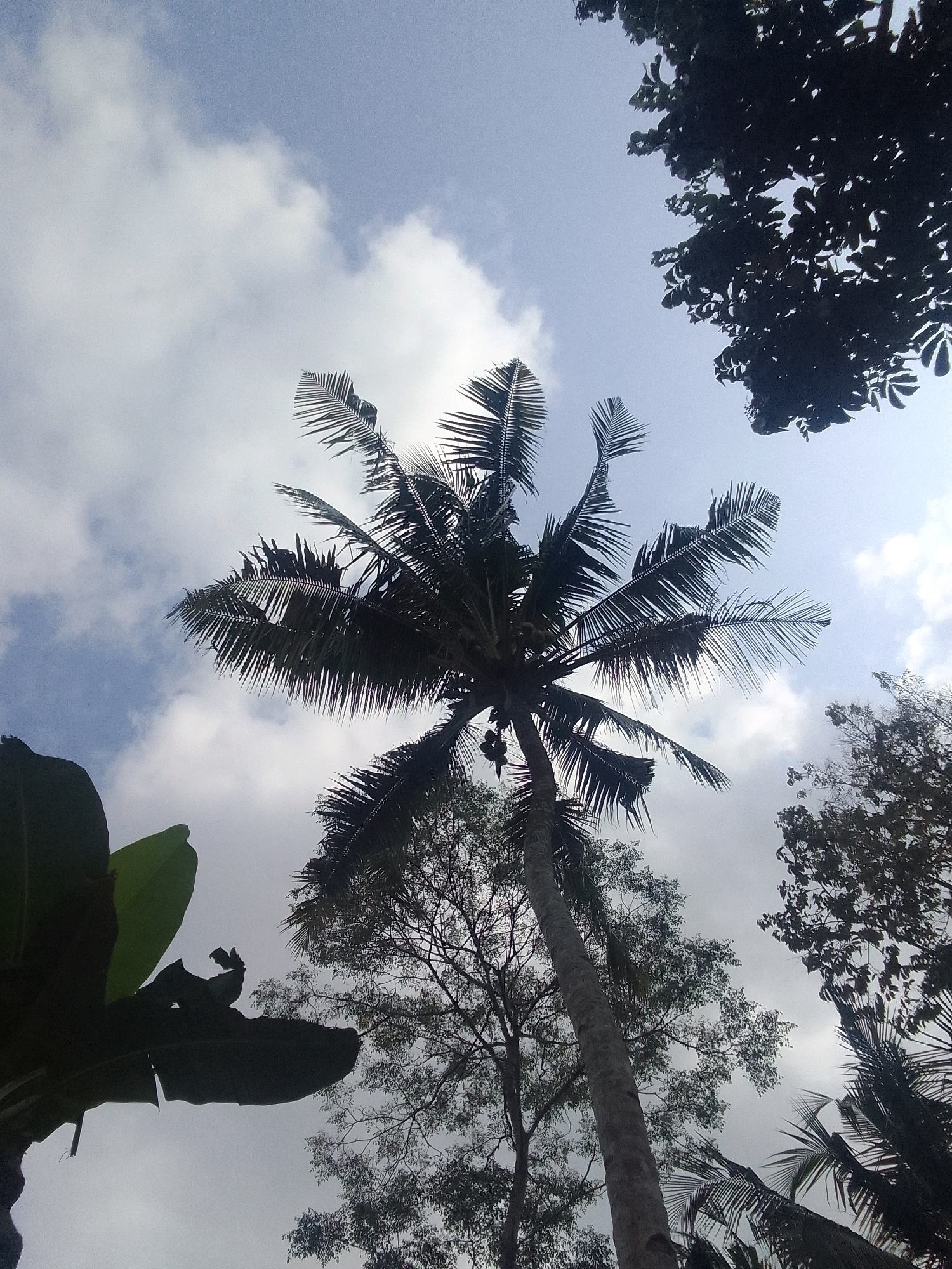 This image, captured in Karangcegak, Indonesia, is a low-angle shot looking upwards at a cloudy sky. The foreground is dominated by the silhouette of large, dark green leaves, likely from a banana plant. To the right of these leaves, a tall coconut palm tree rises, its fronds spread widely against the sky. The trunk of the coconut palm is visible and appears somewhat slender. Several coconuts are visible hanging from the tree. Behind the coconut palm, other trees with dense foliage and thinner branches are silhouetted against the sky, creating a layered effect. The clouds are a mix of white and grey, suggesting an overcast or partly cloudy day. The overall scene conveys a tropical environment. There are no people or animals visible in the image.