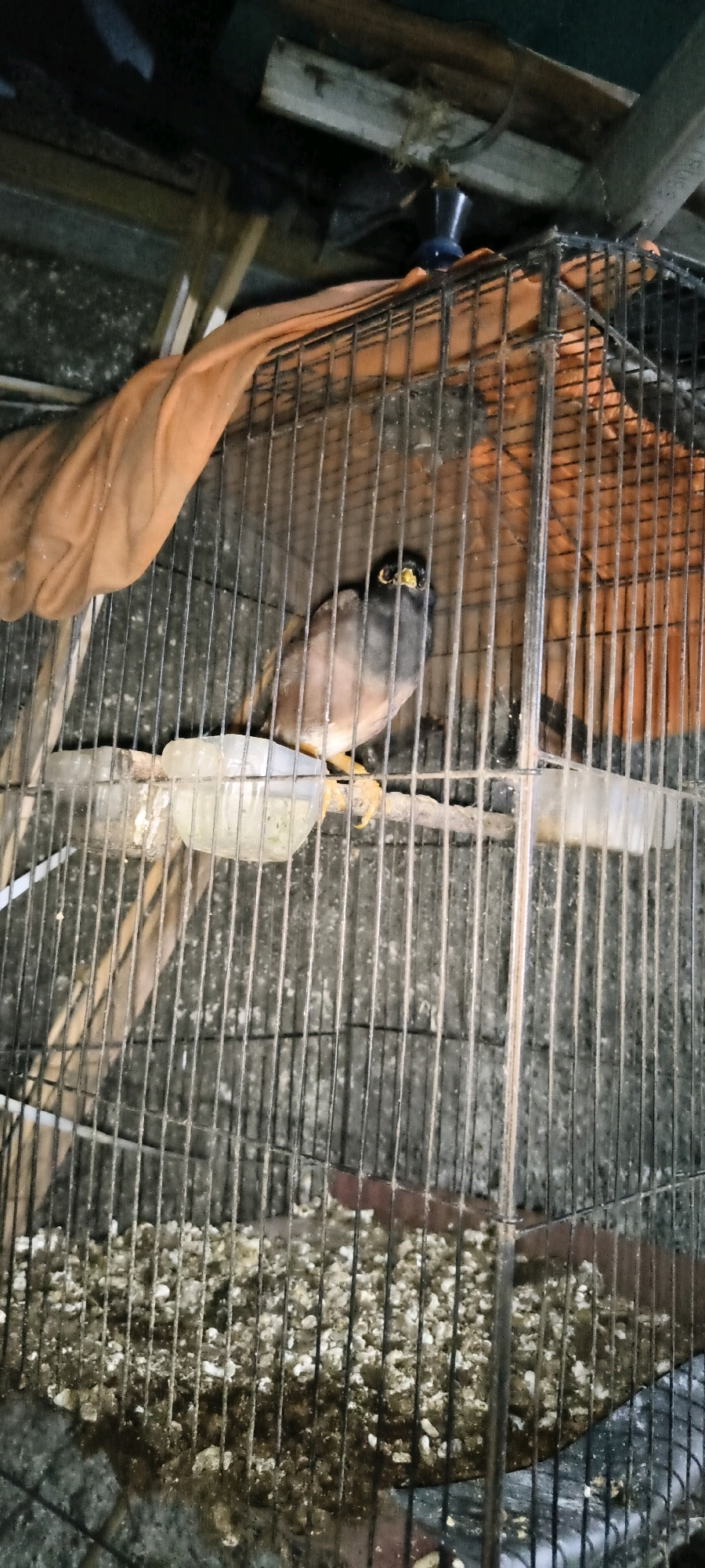 A common myna bird with dark plumage, a yellow beak, and yellow eye patches is perched inside a wire cage. The cage appears to be located in a dimly lit, possibly outdoor or semi-outdoor environment, given the presence of wooden structures and what looks like a roof or ceiling above. An orange cloth drapes over part of the cage. The cage floor is covered with debris, likely food remnants and droppings. Two clear plastic feeding dishes are attached to the cage bars. The overall scene suggests a domestic setting for the bird. The location is identified as West Jakarta, Indonesia.