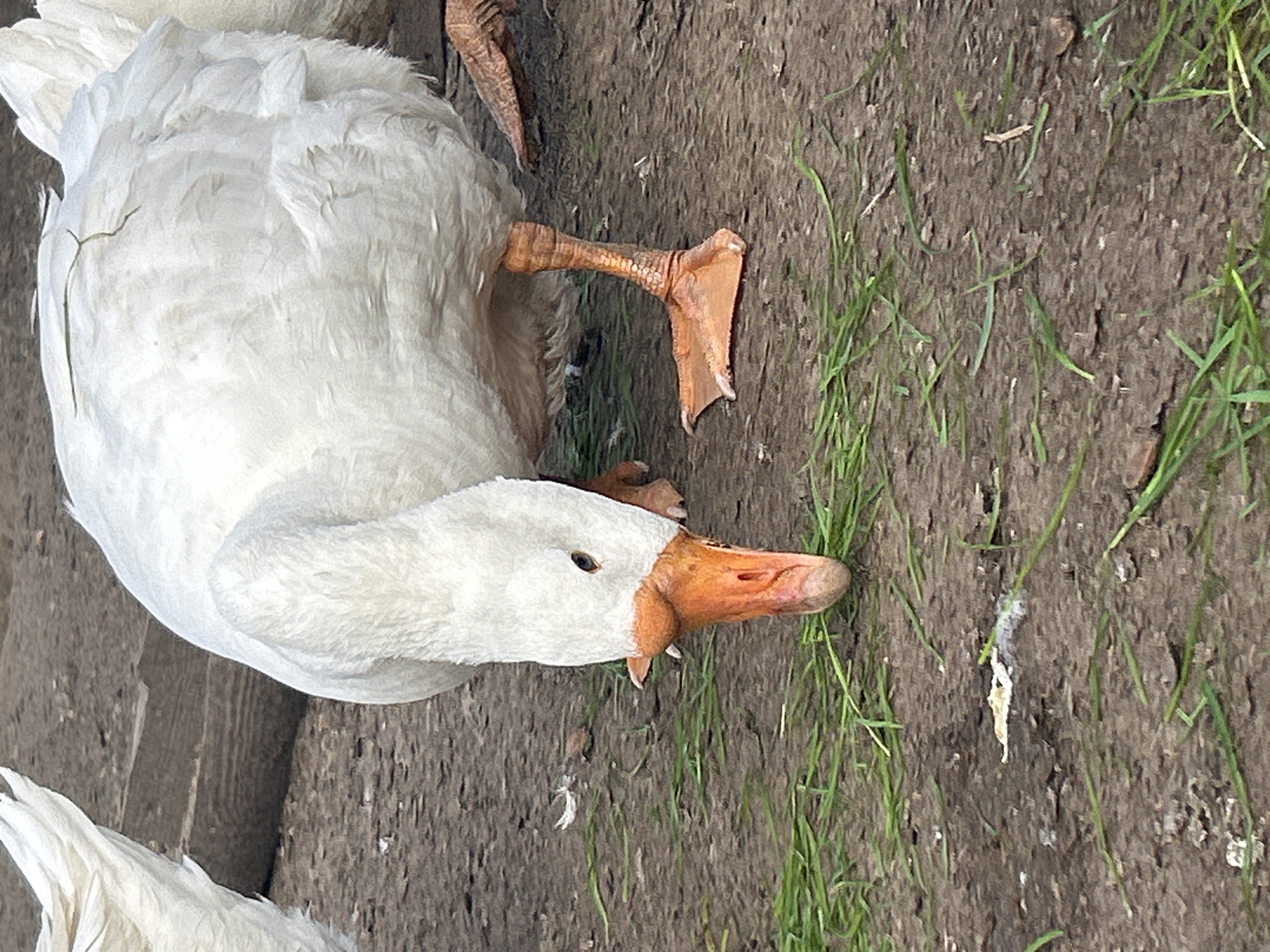 A white goose with an orange beak and feet is foraging for food on the ground. The goose is a domestic goose, as indicated by its size and plumage. The ground is covered in dirt and patches of green grass. In the background, a wooden structure is visible, possibly part of a coop or fence. The scene appears to be in an outdoor, rural setting.