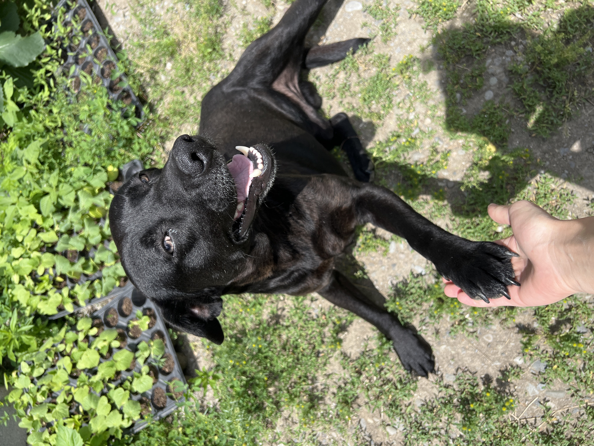In Uplistsikhe, Georgia, a black dog is captured in a medium shot, looking upwards and to the right with its mouth open. The dog is lying on a patch of dry ground with sparse green grass and small yellow wildflowers. To the upper left of the frame, several trays filled with young green plants are visible, some in black plastic containers. A human hand is extended towards the dog, with the dog's front paw resting on it. The lighting suggests it is daytime, with distinct shadows cast on the ground.