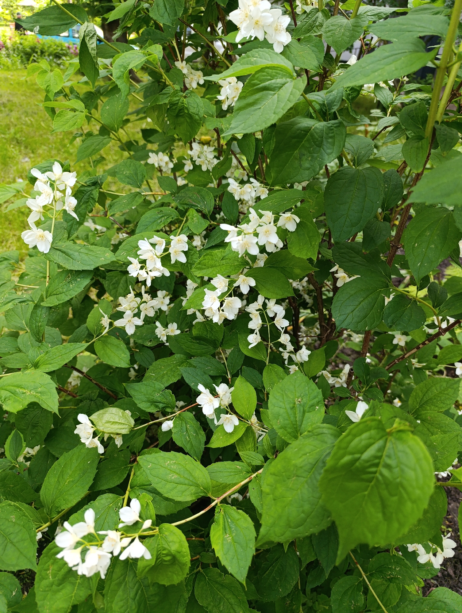 This image, depicted as being from the city of Bila Tserkva, Ukraine, presents a close-up view of a densely foliated and flowering bush. The primary subject is a plant heavily laden with numerous small, white, four-petaled flowers, often arranged in clusters along the branches. These blossoms are consistent with a species of Mock Orange (Philadelphus), which is commonly referred to as "jasmine." The flowers feature distinct yellow stamens at their centers.
The plant's leaves are a vibrant green, ovate in shape, with visible venation and slightly undulating or serrated margins. Brownish stems and branches are visible interspersed among the dense foliage and white flowers.
In the blurred background to the upper left and left, a verdant green expanse of grass is visible, suggesting a lawn or open park area. Further back and less distinct, other green foliage and an indistinct light blue object are faintly discernible. The lower right portion of the image shows darker soil or ground cover beneath the bush.
The scene is illuminated by natural daylight, indicating an outdoor setting. No people, animals, or specific actions are present or discernable within the frame. The overall impression is one of lush natural growth and blooming flora.