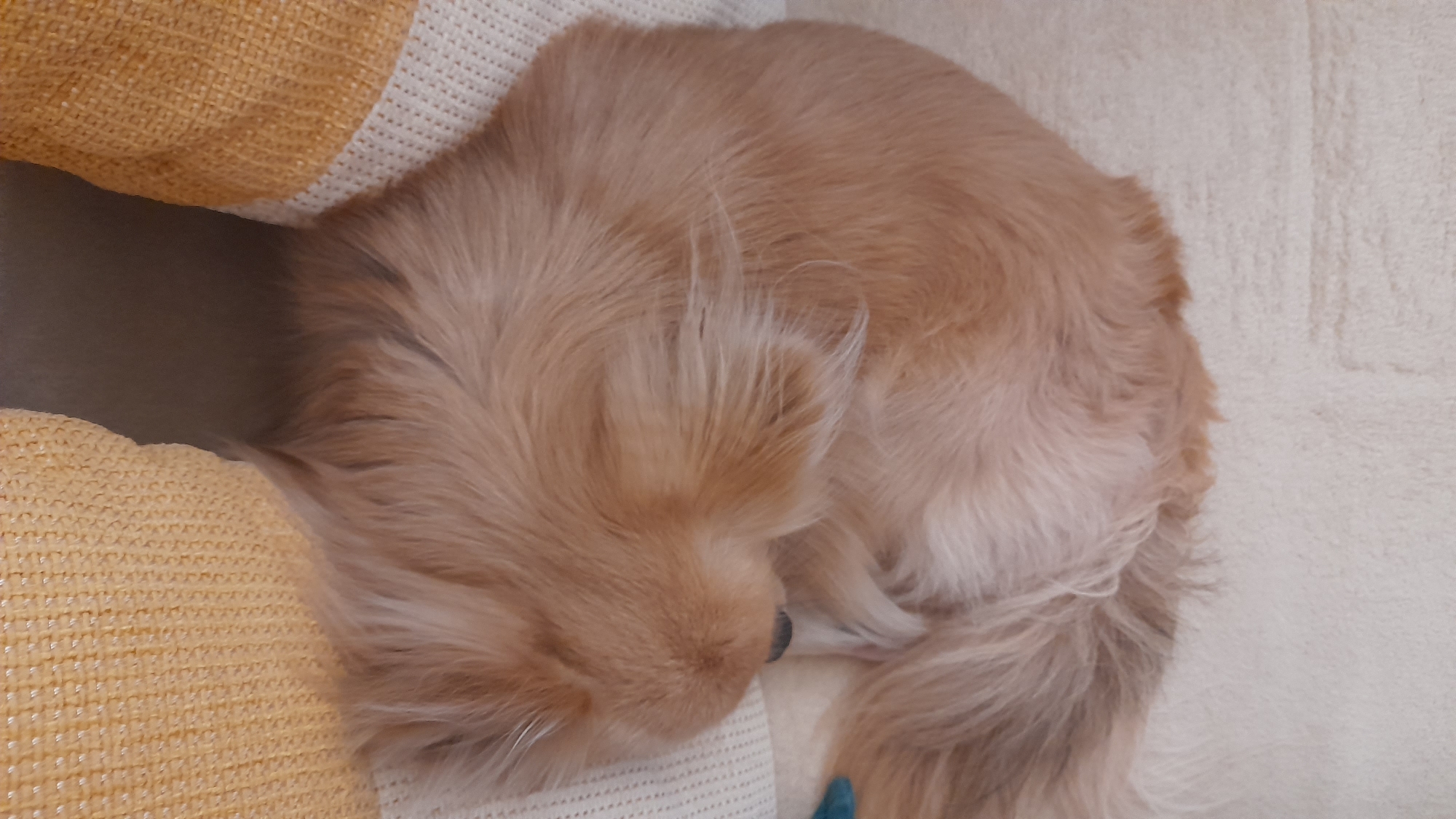 A medium-sized, light-brown, long-haired dog is curled up on a white textured surface next to a yellow and white striped cushion. The dog appears to be resting or sleeping. The location, Saint Petersburg, Russia, cannot be determined from the image.