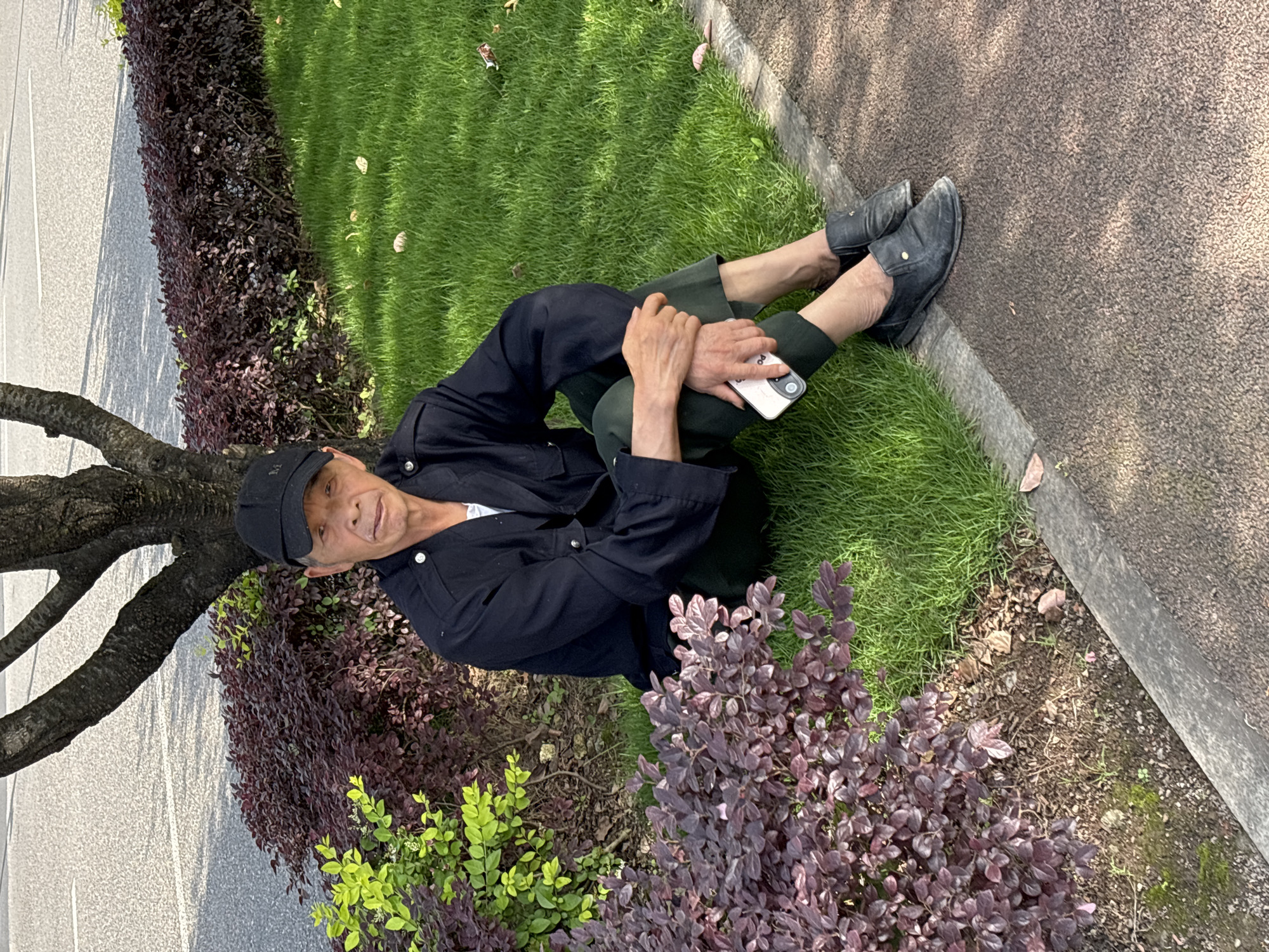 The image, taken in Jiangjin, China, shows an elderly person, likely male, sitting relaxed on a patch of lush green grass. They are dressed in a black long-sleeved jacket, dark green pants, and a black baseball cap with a small, faint "M" logo on the front. Their hands are clasped around a light-colored smartphone, possibly white or pale pink, which features some indistinct text or a design on its reverse side. They wear dark, slip-on shoes. The person looks directly at the camera with a neutral, calm expression.
The setting is outdoors, characterized by bright daylight and visible shadows, suggesting a sunny day, likely late morning or early afternoon. To the person's right is a textured, light-colored paved pathway or sidewalk. To their left and behind them, a large tree trunk is visible, along with a bed of dark reddish-purple bushes and some vibrant green foliage. The scene portrays a casual moment of rest or leisure in a landscaped public area, such as a park or roadside green space.