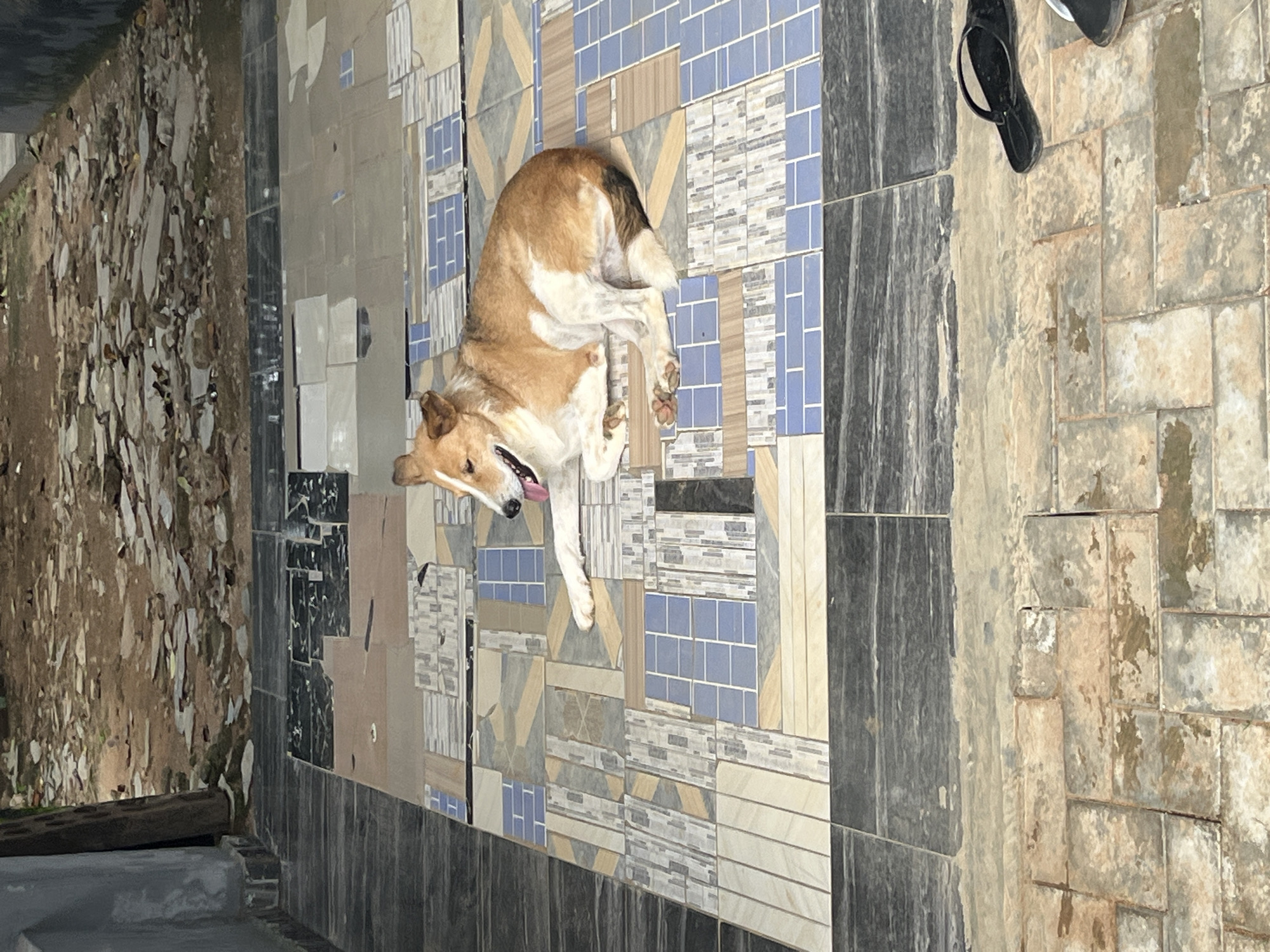 The media file shows a dog lying on a tiled floor. The dog is brown and white with its tongue hanging out. It appears to be resting or sleeping. The floor is covered in a variety of tiles, some with geometric patterns and others in solid colors. The background is blurry and out of focus, but it seems to be an outdoor or semi-outdoor setting with some debris on the left side. There are also a pair of black flip-flops visible on the right side of the image. The lighting suggests it is daytime. The overall scene is casual and relaxed.