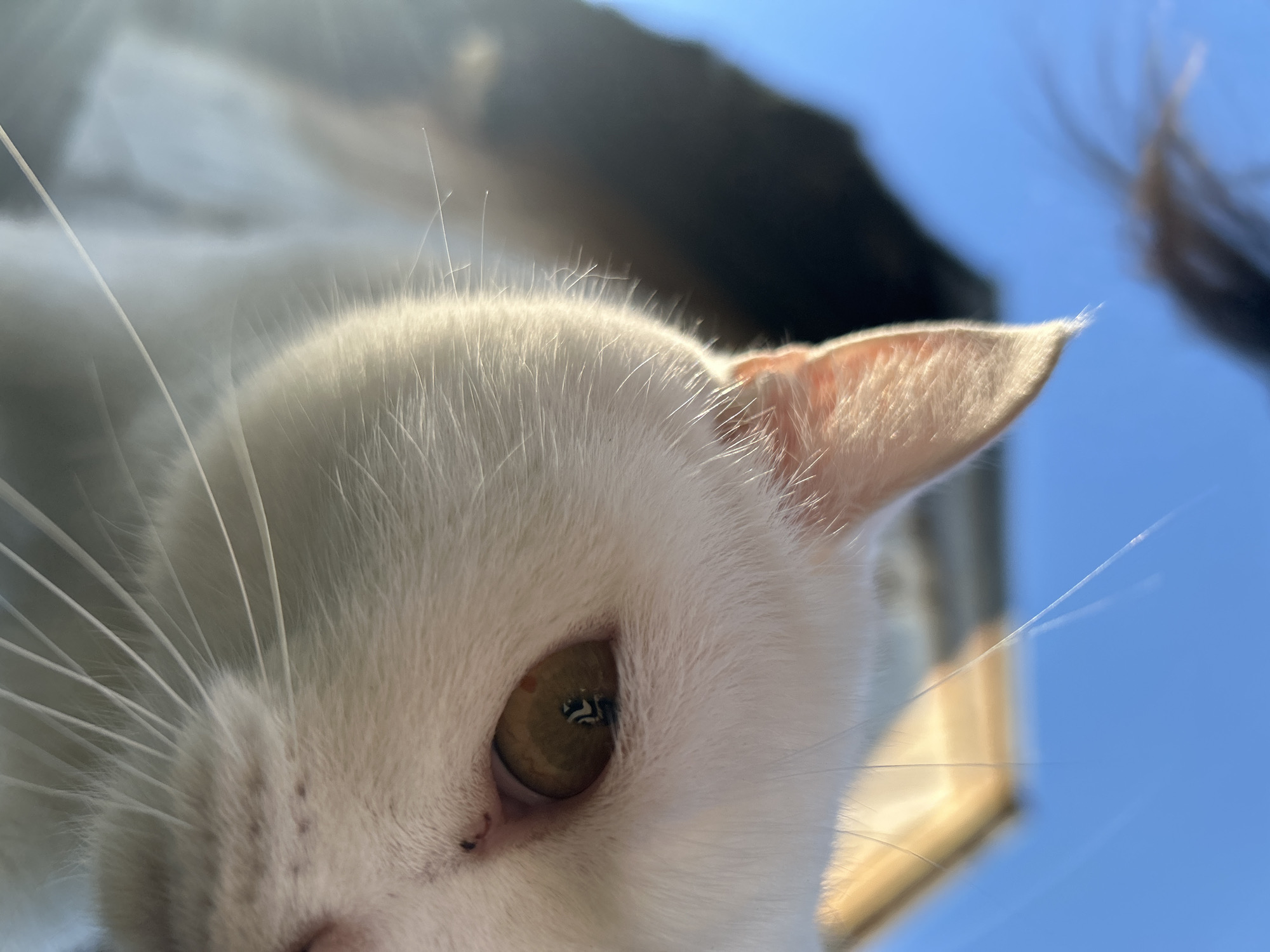 A close-up, low-angle shot of a white cat's head. The cat's eye, with a visible reflection of the surroundings, and one ear are in sharp focus. The sky is visible in the background. There is no information in the image indicating that it was taken in the city of Chaikovsky, Russia.