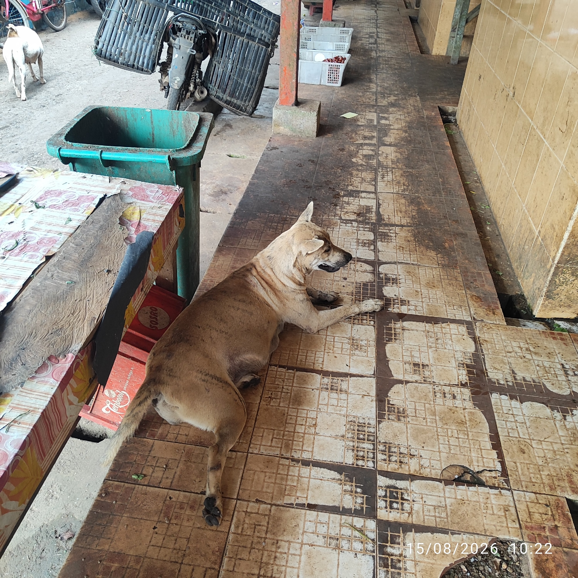 A medium-sized, tan-colored dog is lying on a dirty tiled floor. The dog is facing to the right, with its head turned slightly towards the viewer. Its mouth is open, and its tongue is visible. The dog appears to be resting or possibly panting. The floor is composed of square tiles, many of which are stained and appear worn. In the background, there is a green garbage bin, a wooden table with a patterned cloth on it, a red crate, and a motorcycle with a large basket. Further in the background, there are white plastic crates stacked, and a tiled wall. The environment suggests an outdoor or semi-outdoor setting, possibly a market or a back alley. The date and time "15/08/2026 10:22" are visible in the lower right corner of the image.