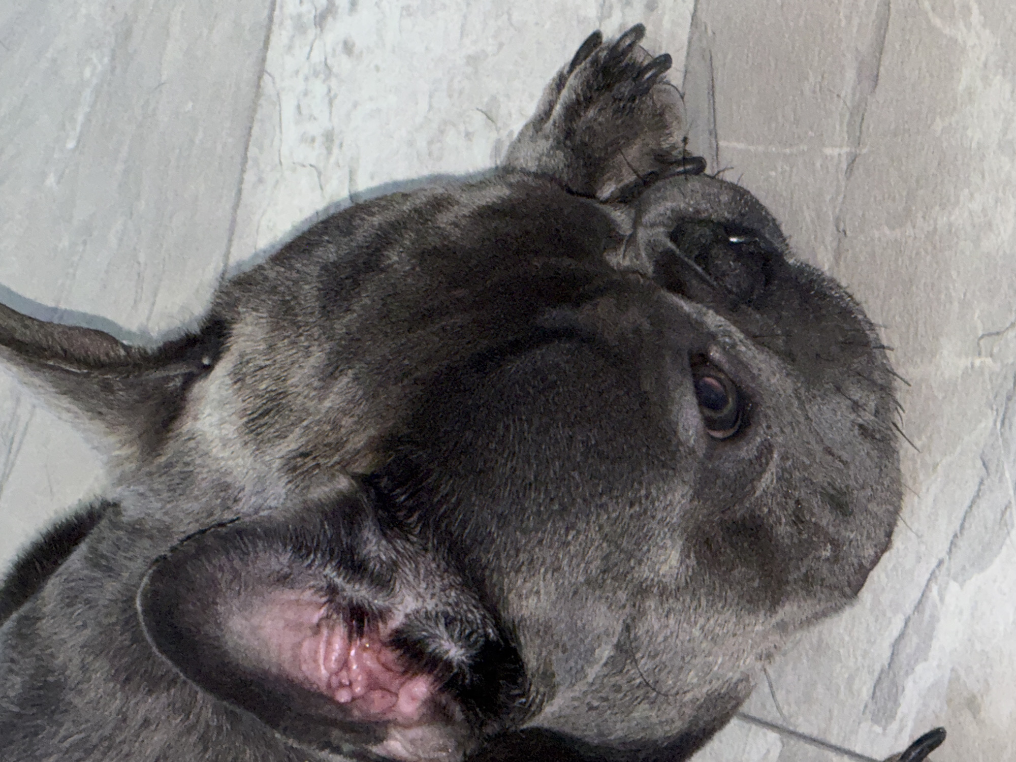 A close-up, low-angle shot shows a French bulldog lying on a light-colored, textured floor. The dog's head is partially visible, with its dark grey fur. One ear is prominent, showing pink inside and a textured surface. The dog's eye is visible, with a dark pupil and pinkish-red iris. A paw rests near its face, revealing its toes and nails. The background is a light grey, tiled floor with a subtle pattern. The image is cropped tightly on the dog's head and upper body. The scene appears to be indoors, likely a home environment, though no specific location in Ruse, Bulgaria, can be determined from the visual information.